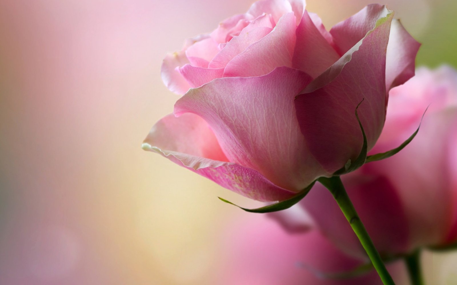 pink rose stem plant flower nature Color petal Head 2k