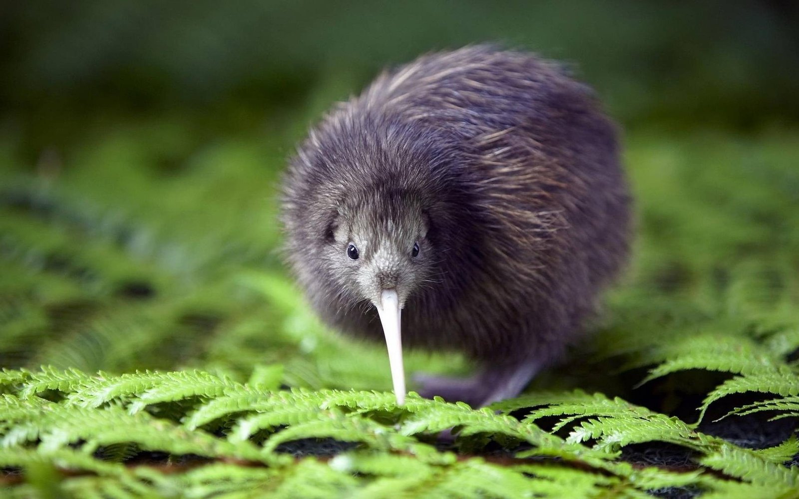 purple animal on green fern plant untitled kiwi birds 2k