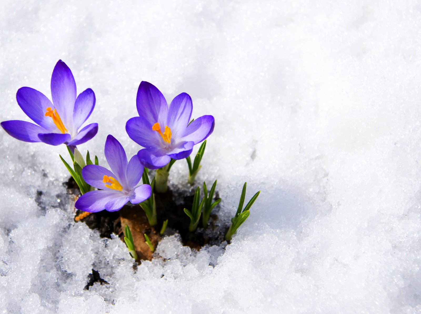 purple crocus flowers macro snow spring crocuses buds primrose 2k
