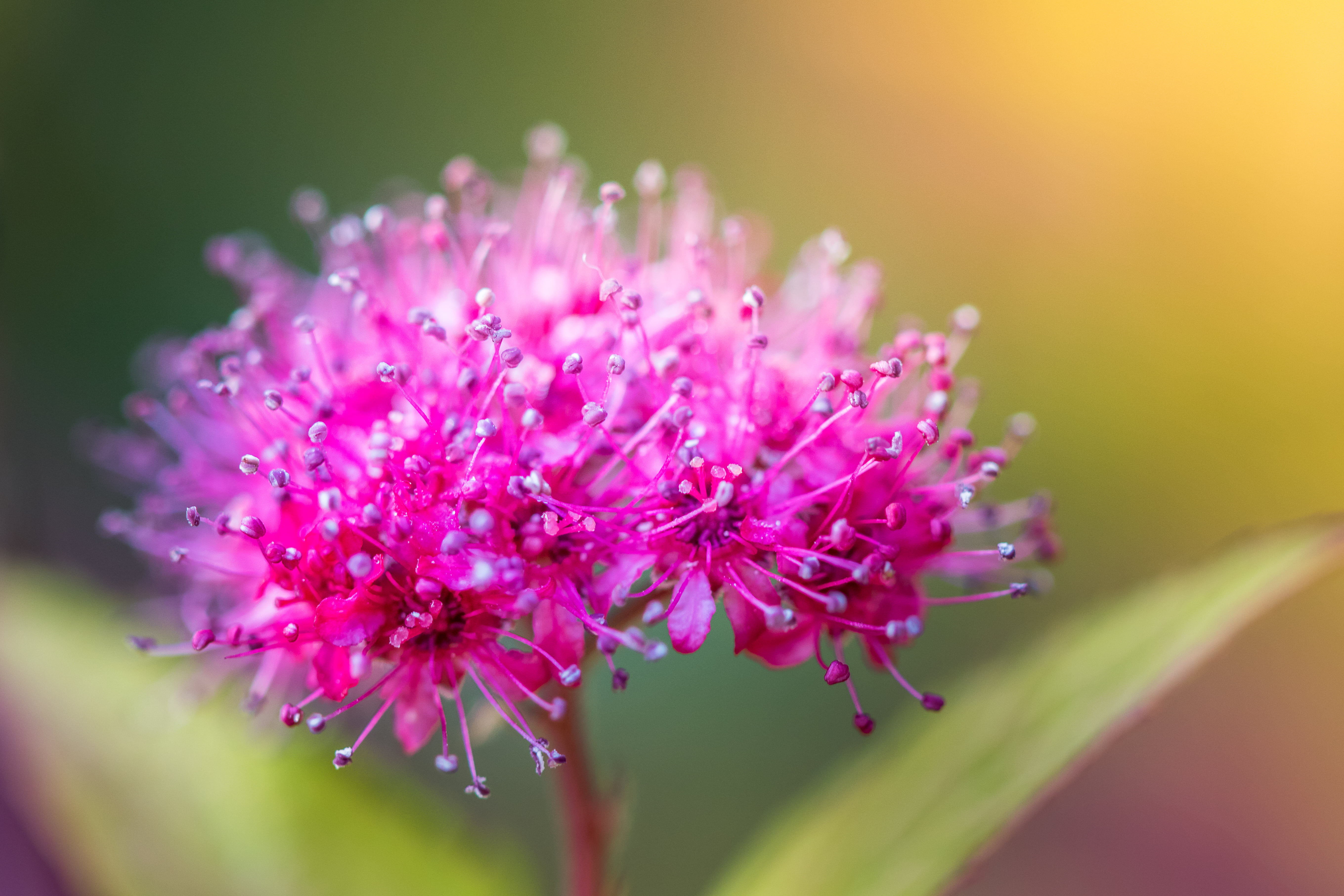 purple flower rose Explosion de spirea pink 2k 4k 5k