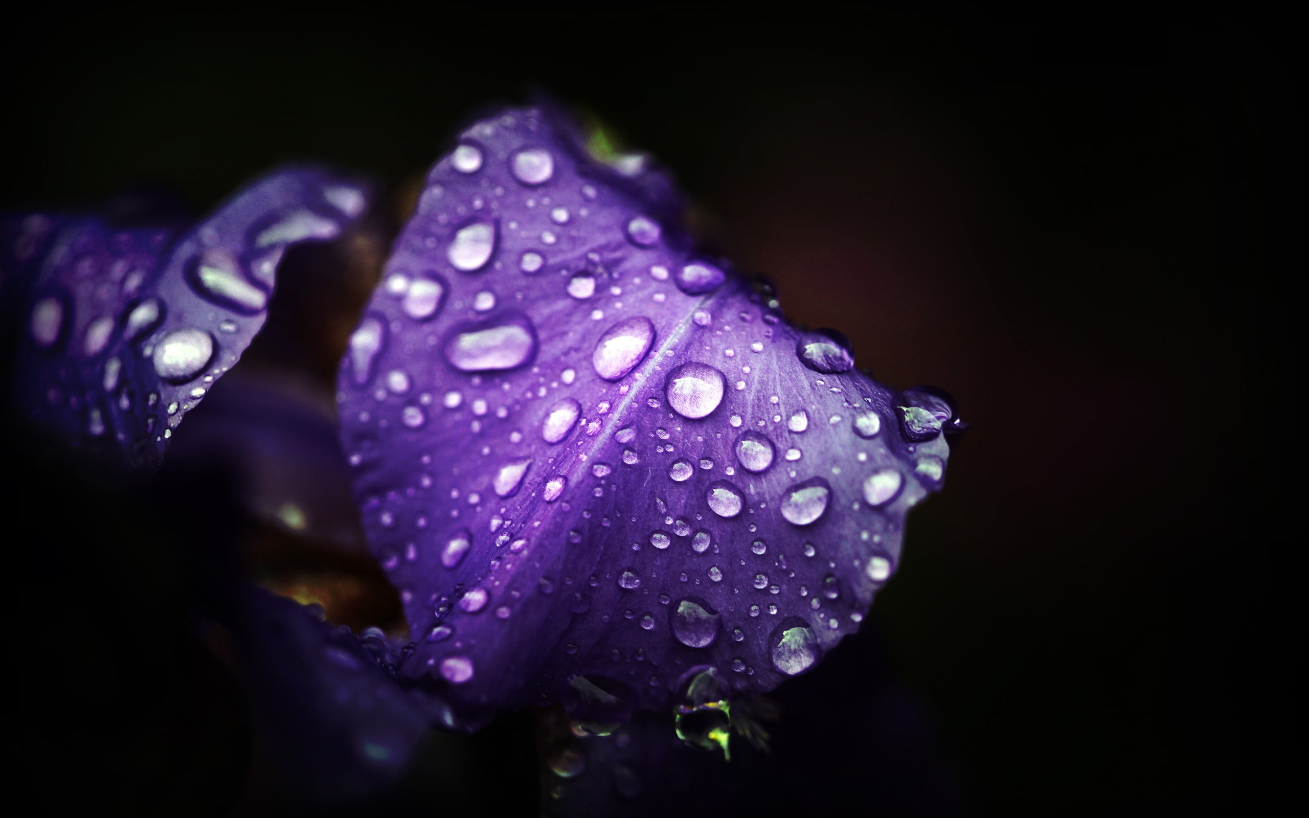 purple iris flower flowers water drops macro 2k