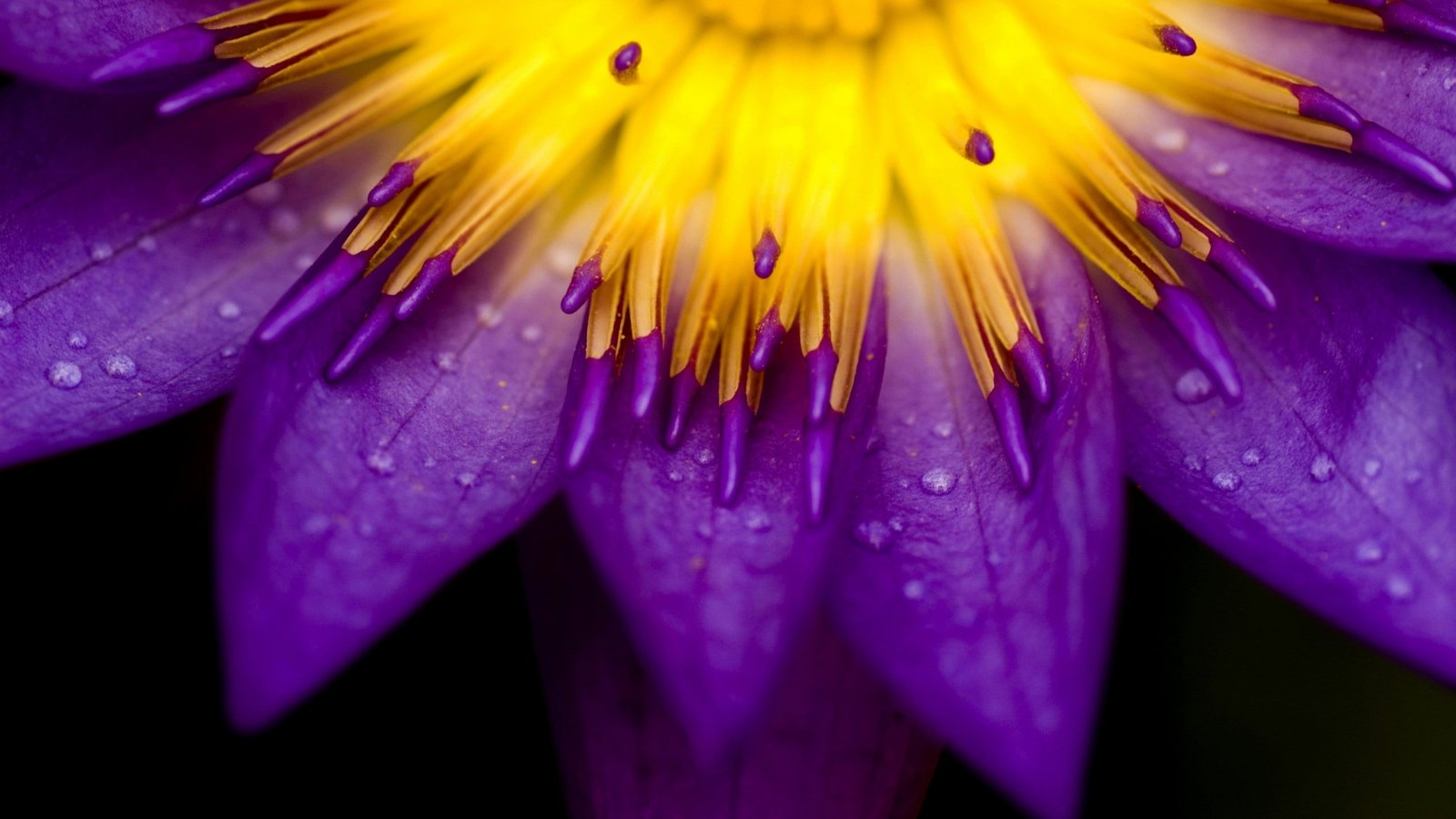 purple water lily flower nature macro flowers beauty in 2k