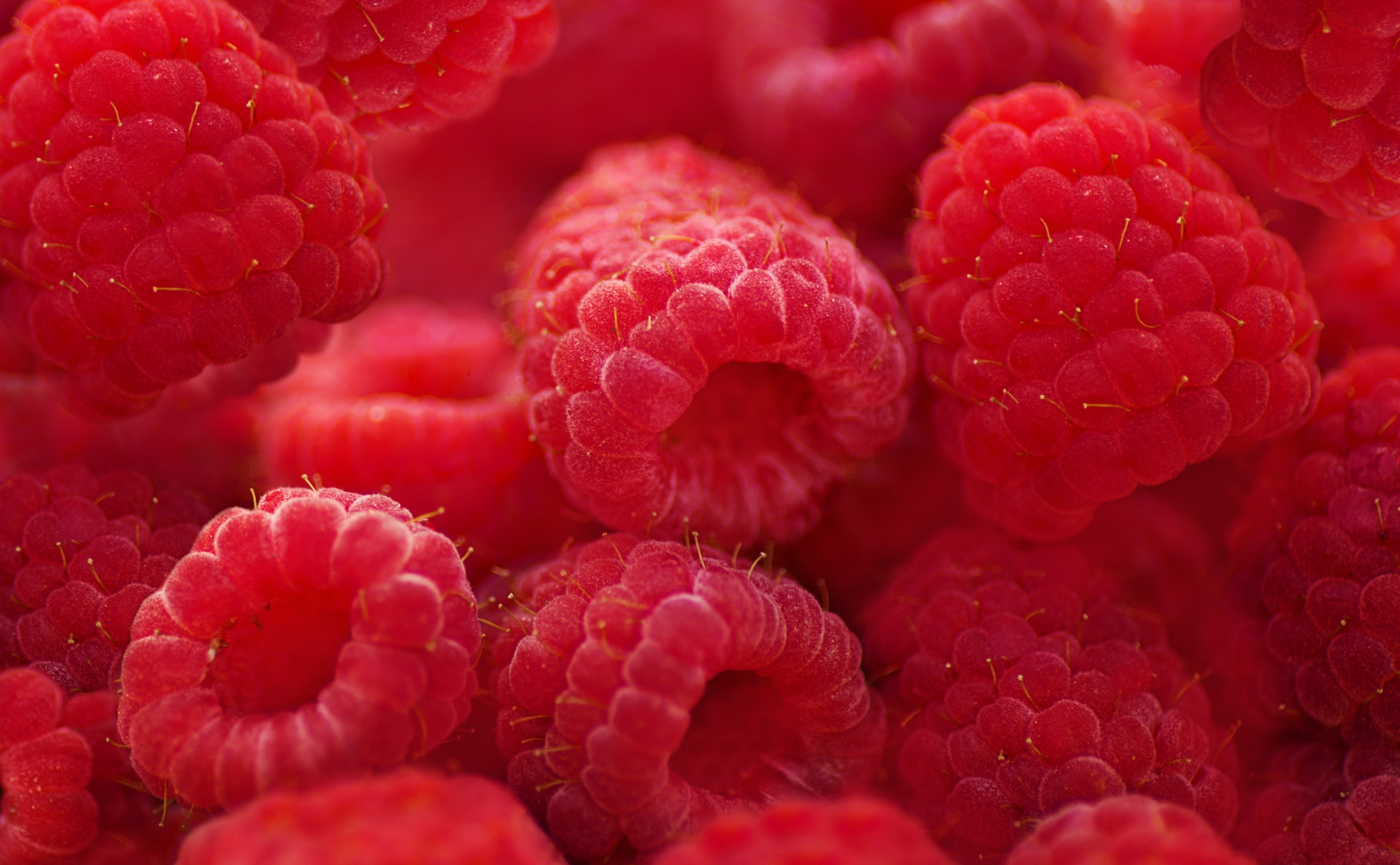Raspberries Macro HD Wallpaper raspberry fruits Food and Drink 2k 4k