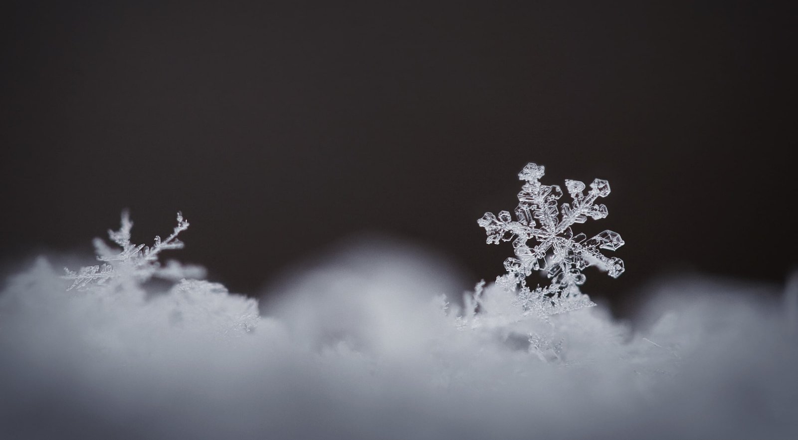 Real Snowflake Magnified Aero Macro Winter White Frozen 2k