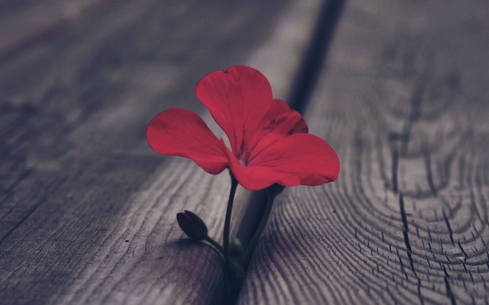 red 3 petaled flower selective color photo of 2k