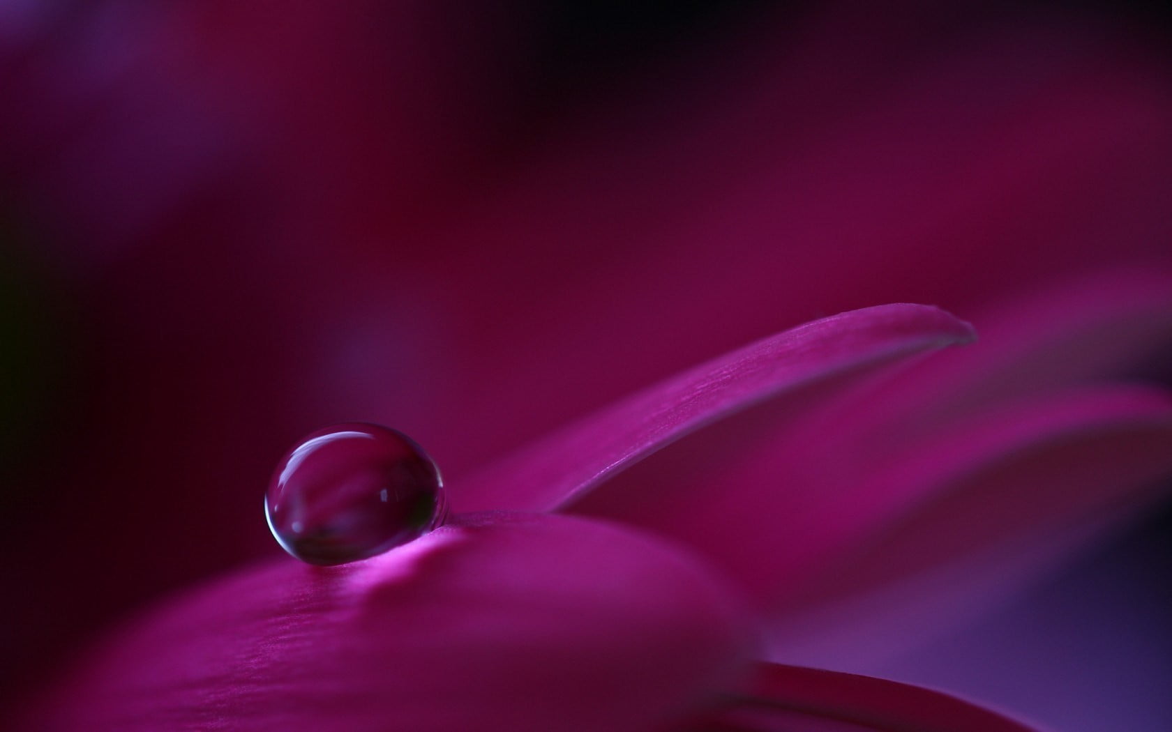 red and black glass spoon pipe macro flowers nature water drops 2k