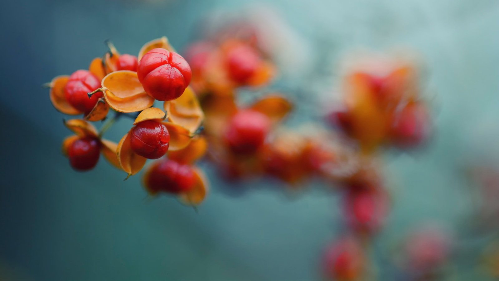 red and yellow flower decor nature flowers macro plants fruit 2k