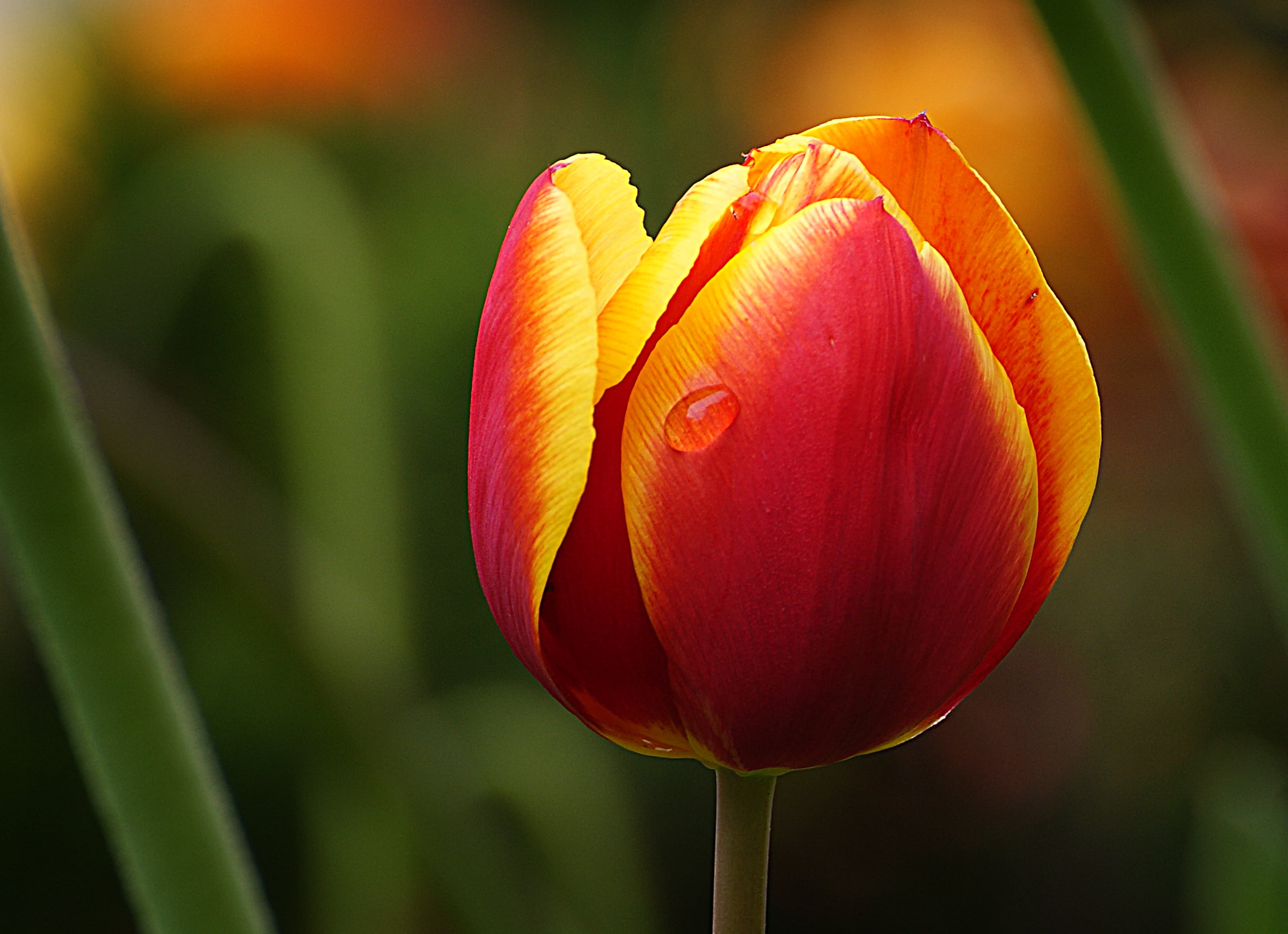 red and yellow petaled flower in macro short tulip Blooms 2k