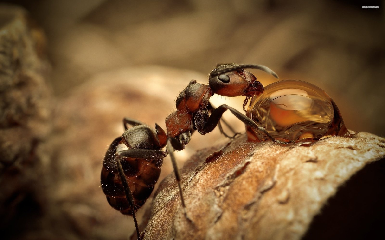 red fire ant shallow focus photo of two brown ants nature insect 2k
