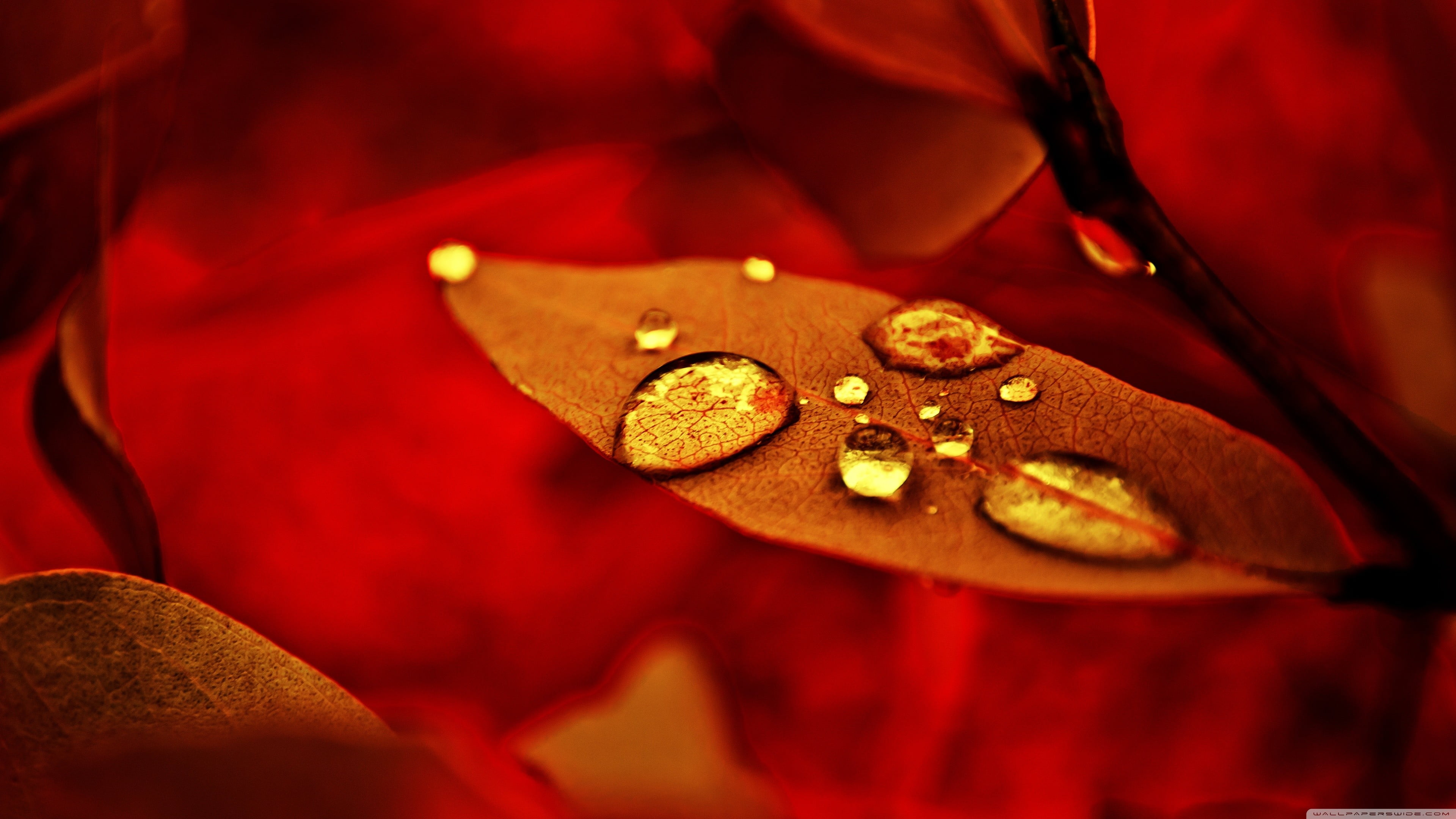 red leaf brown painting nature macro water drops leaves 2k 4k