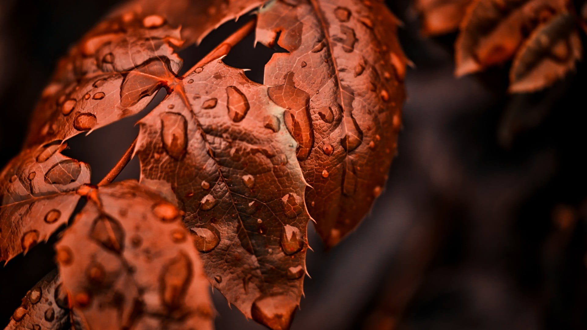 red leaves nature macro water drops plants autumn leaf 2k