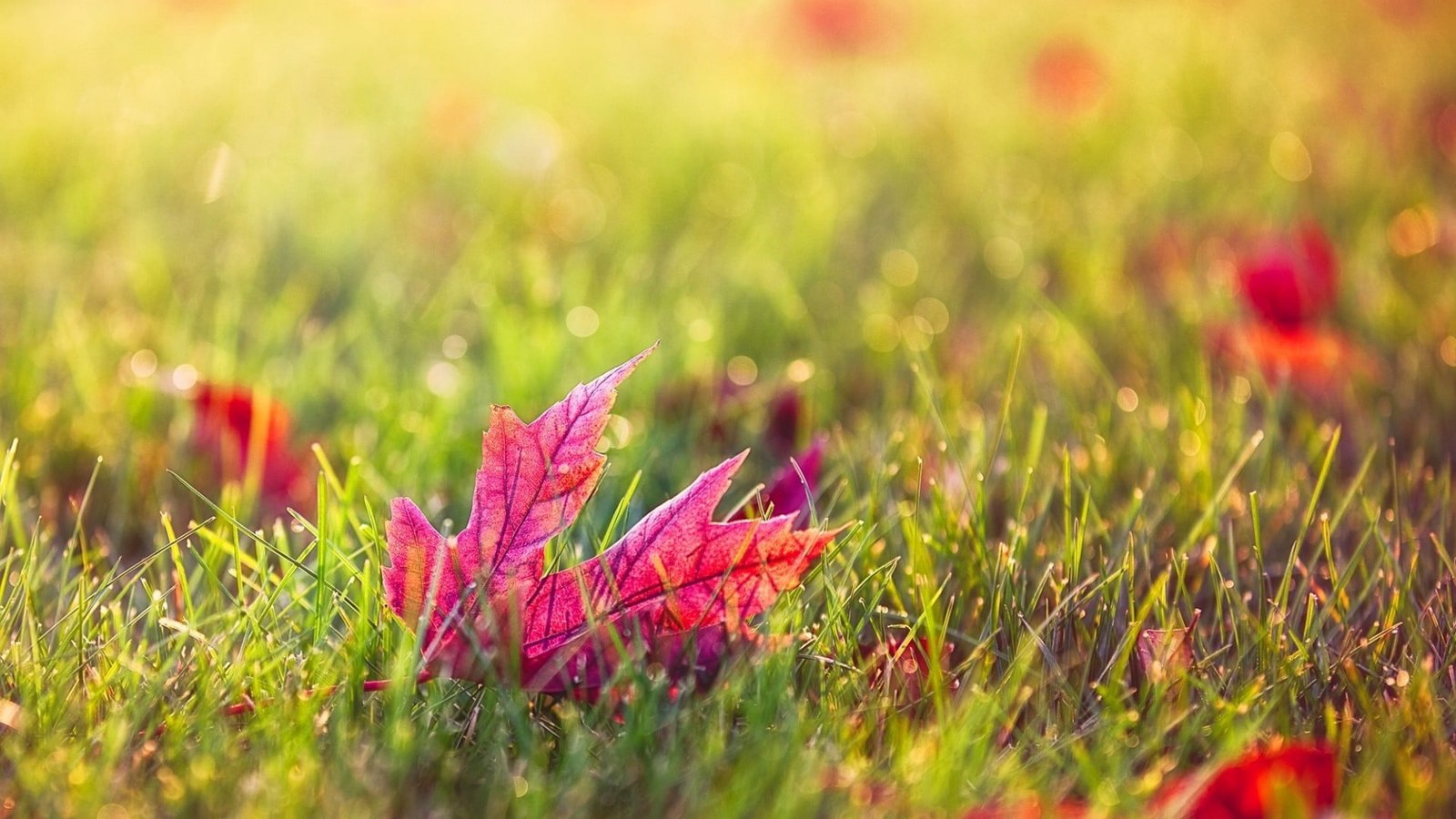 red maple leaf digital wallpaper in shallow focus photography 2k