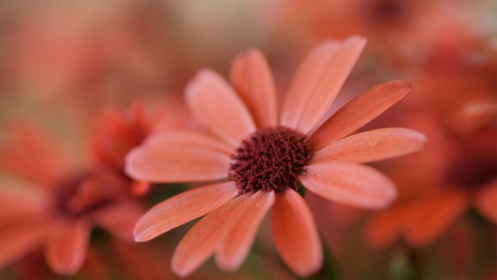 red petaled flower macro flowers orange petals flowering plant 2k