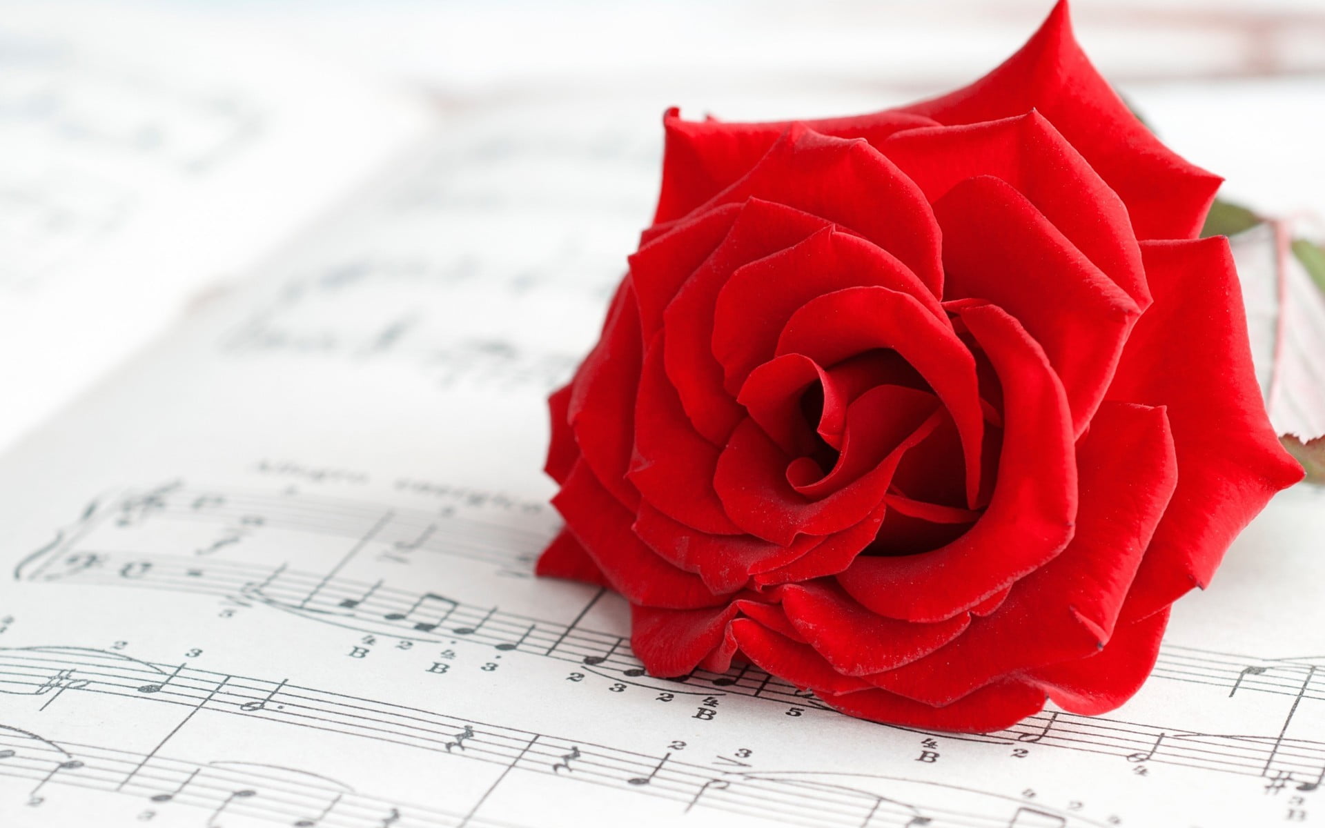 red rose on top of music sheet flowers musical notes 2k