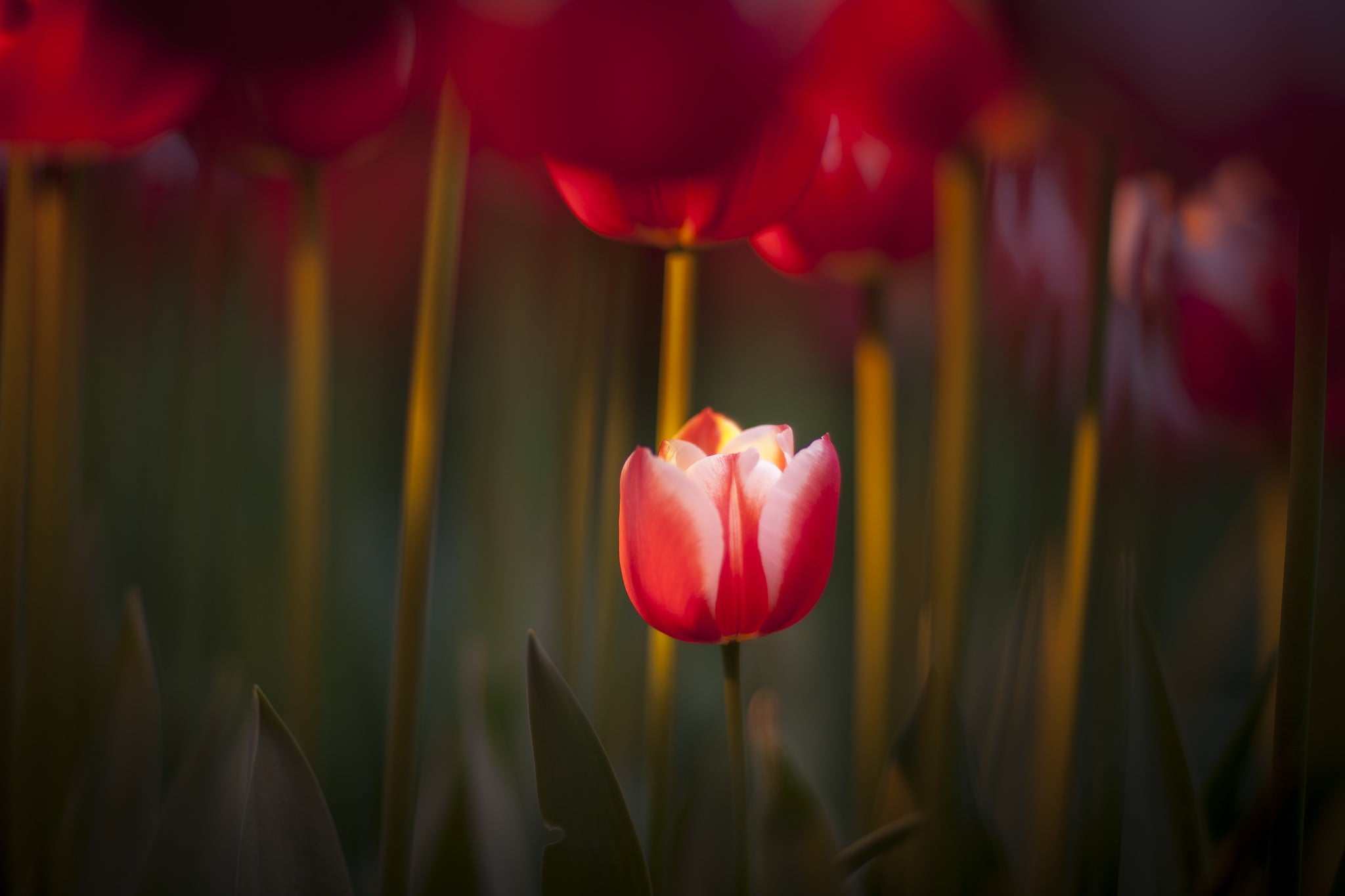 red tulips macro flowers freshness plant beauty in nature 2k
