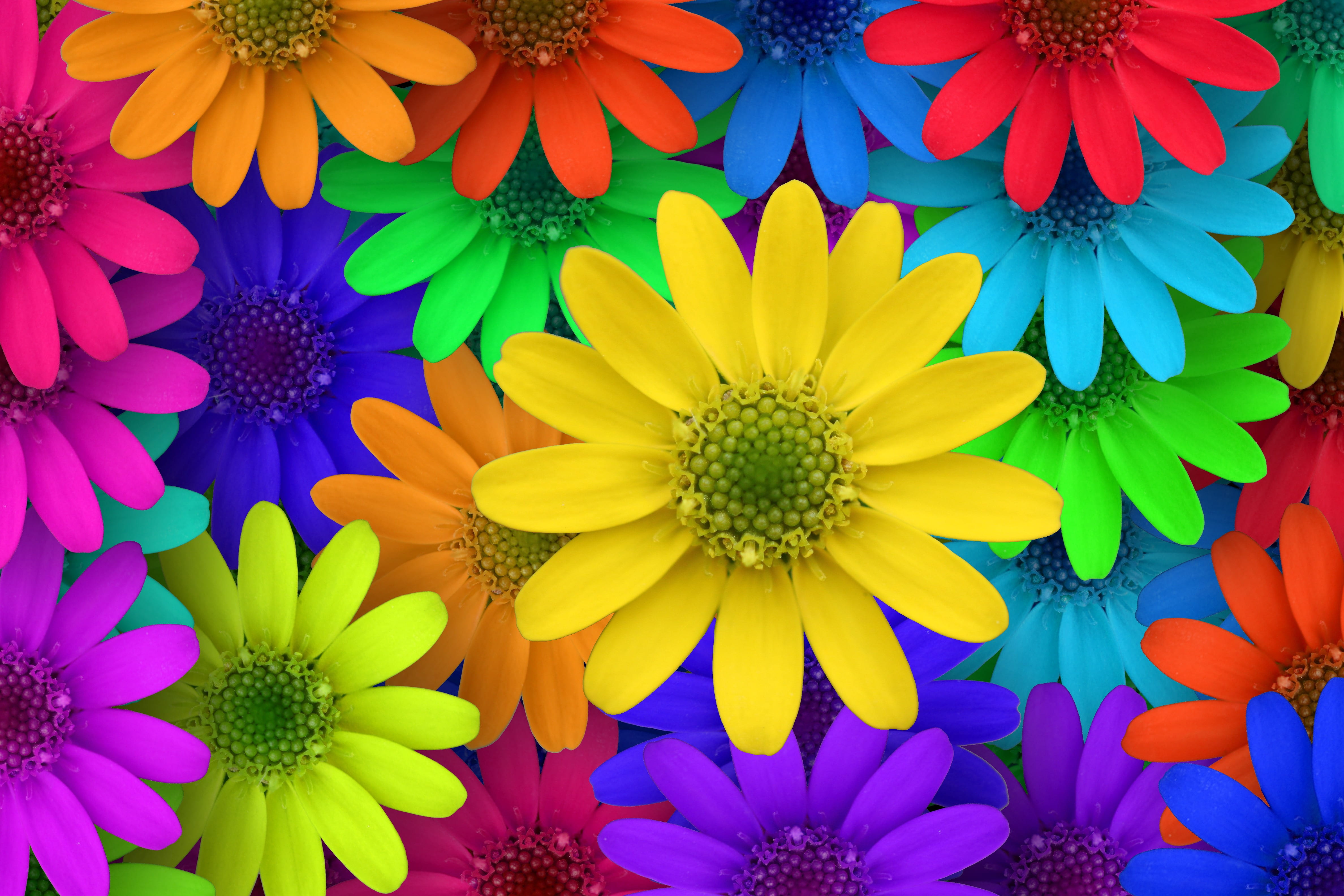 red blue green yellow and orange flowers illustration blossom 60 2k 4k 5k