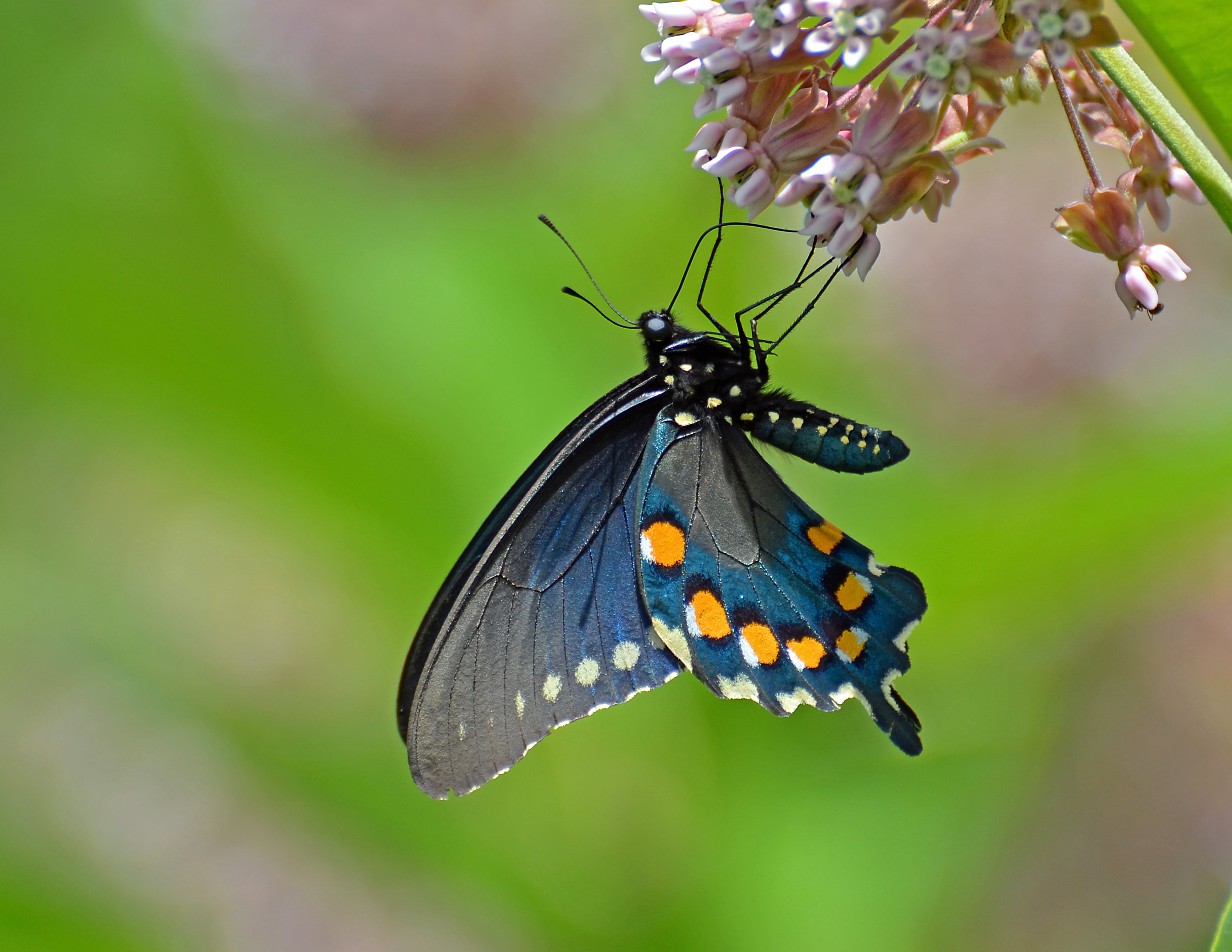 selective focus photography of butterfly on pink flower spicebush swallowtail 2k 4k
