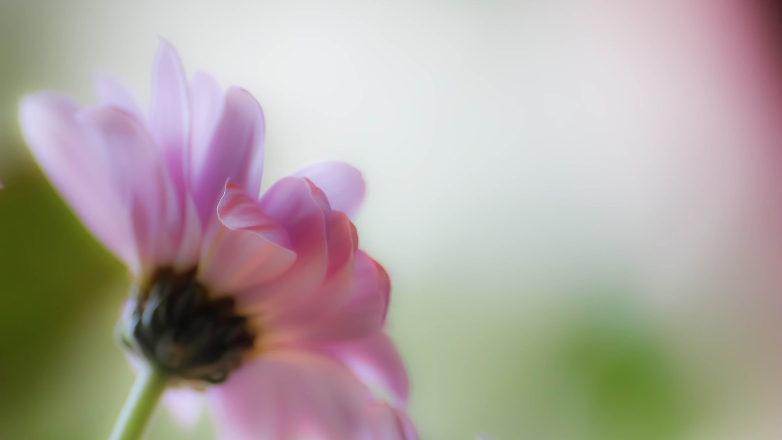selective focus photography of flower Pretty in pink nature 2k 4k 5k