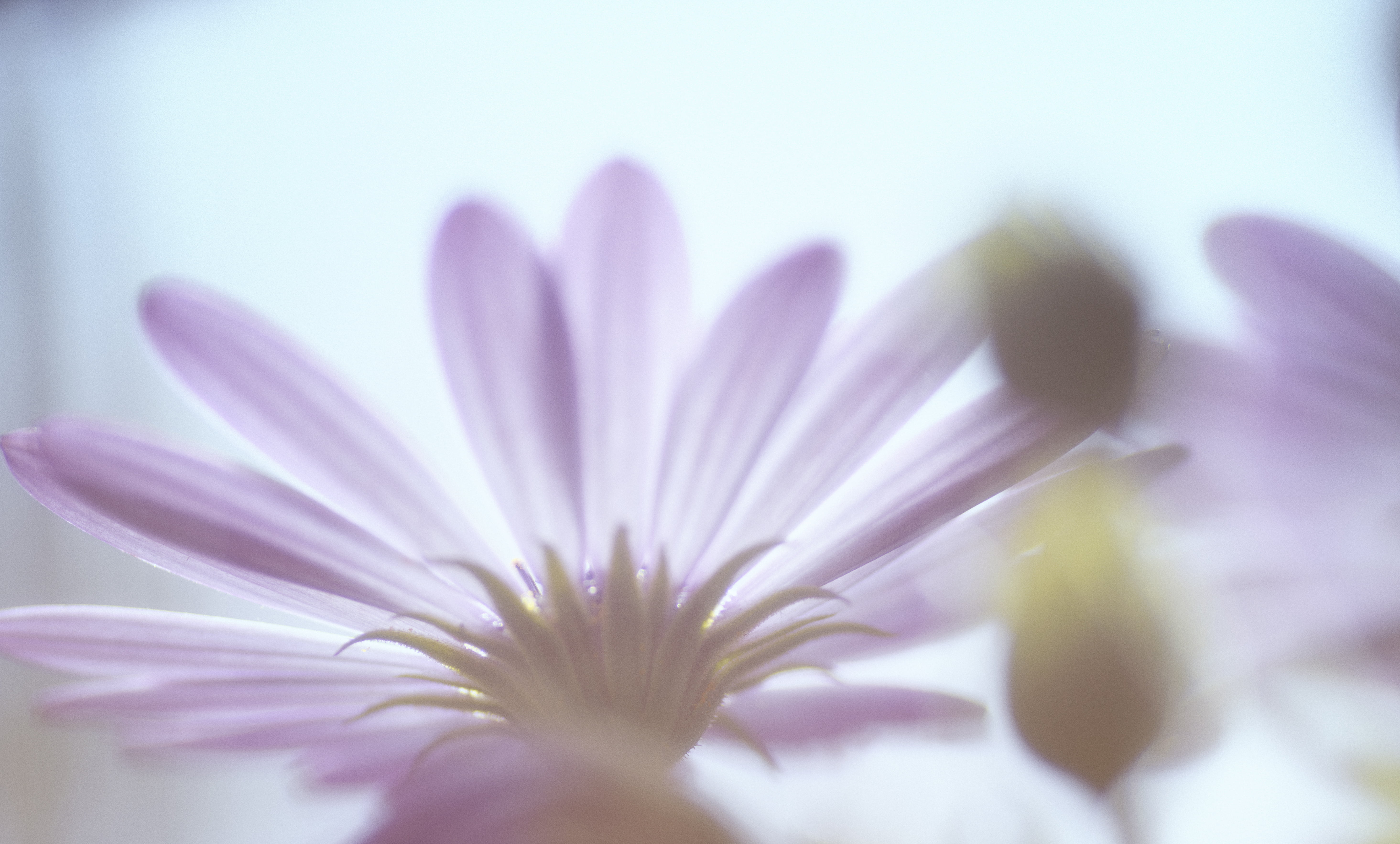 selective focus photography of purple Osteospermum flower nature 2k 4k 5k