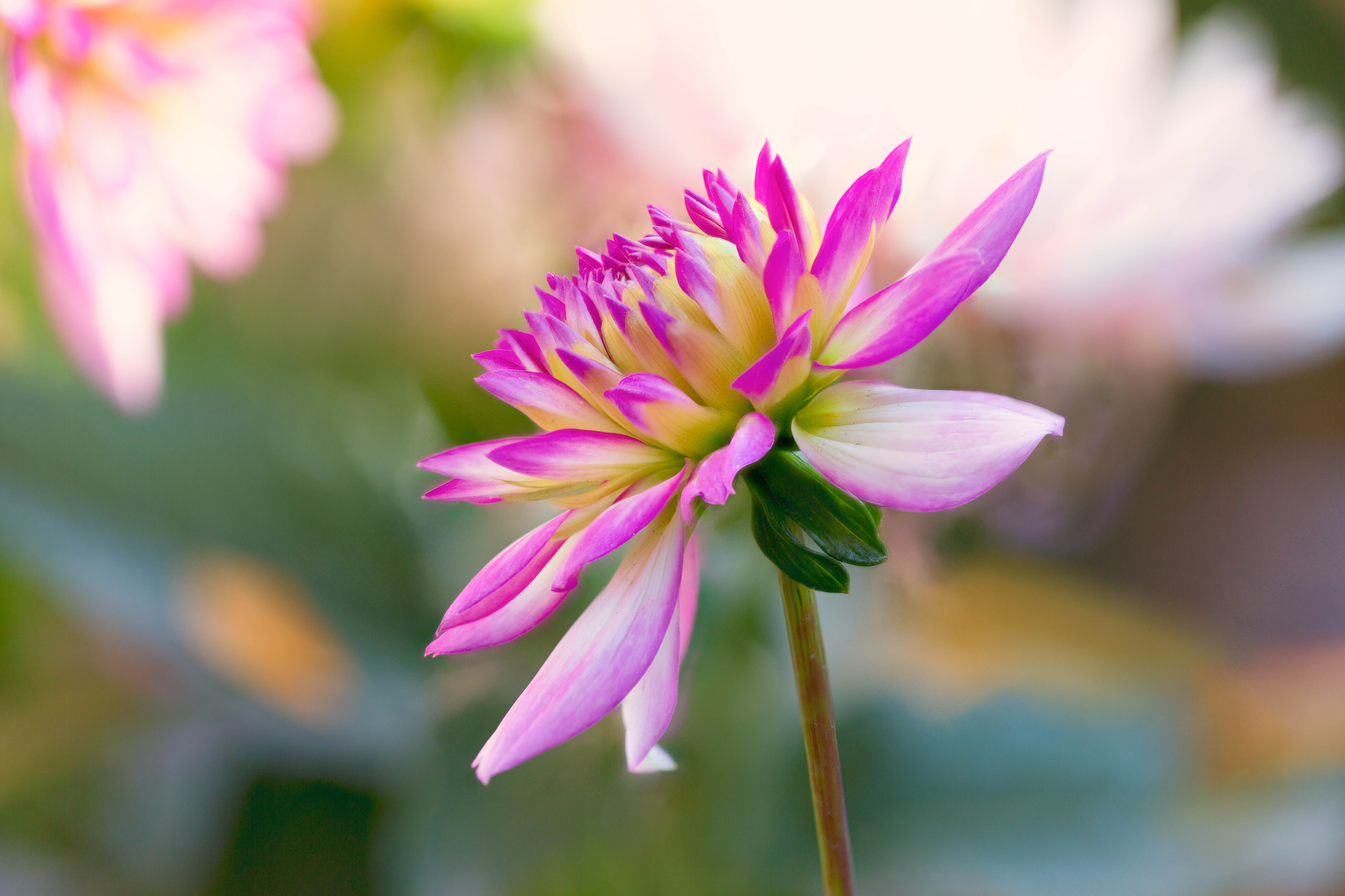 selective focus photography of purple petaled flower dahlia 2k 4k 5k