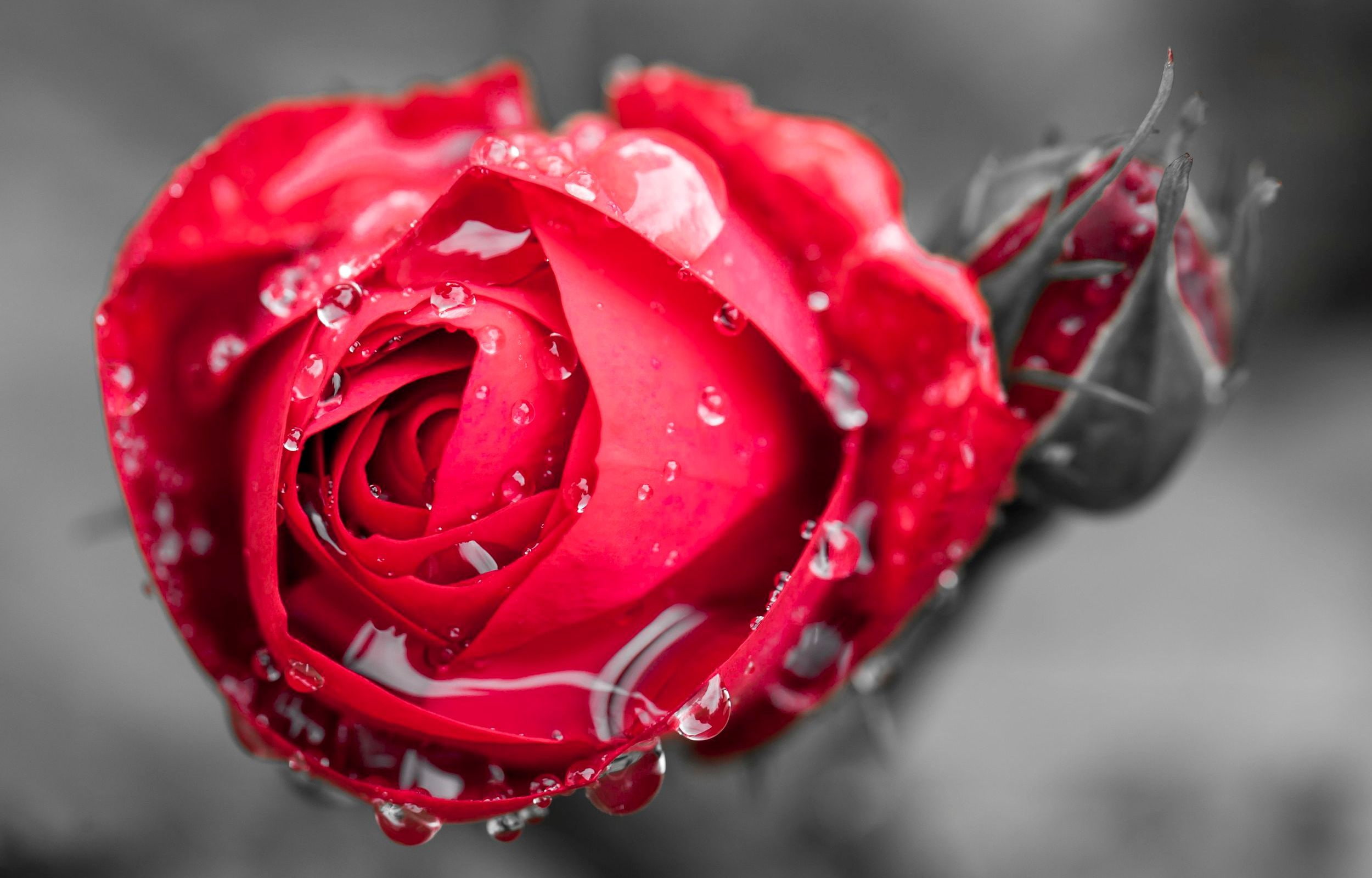 selective focus photography of red rose flower water drops 2k