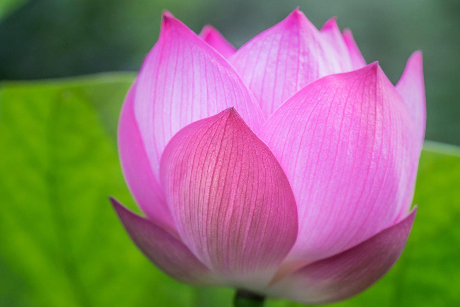 shadow focus photography of pink Lotus lotus flower 2k 4k 5k
