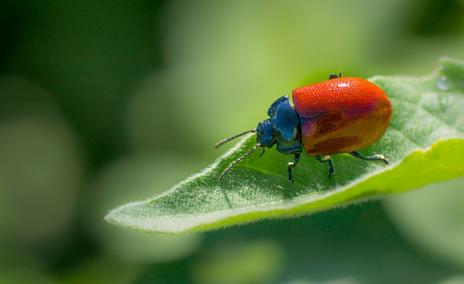 shallow focus photography of red and blue beatle on green leaf 2k