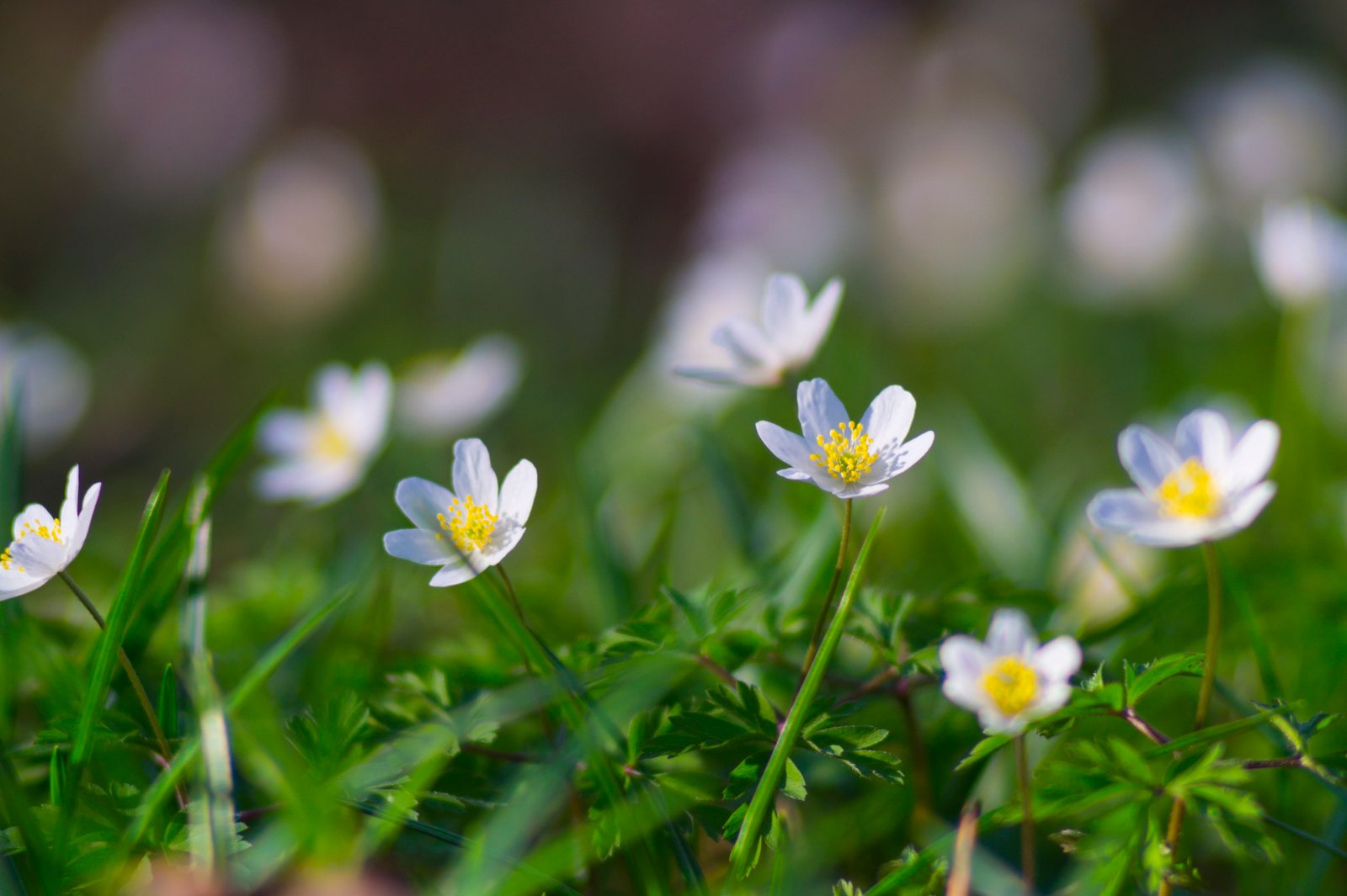 shallow focus photography of white daisy flowers Spring colors 2k 4k 5k
