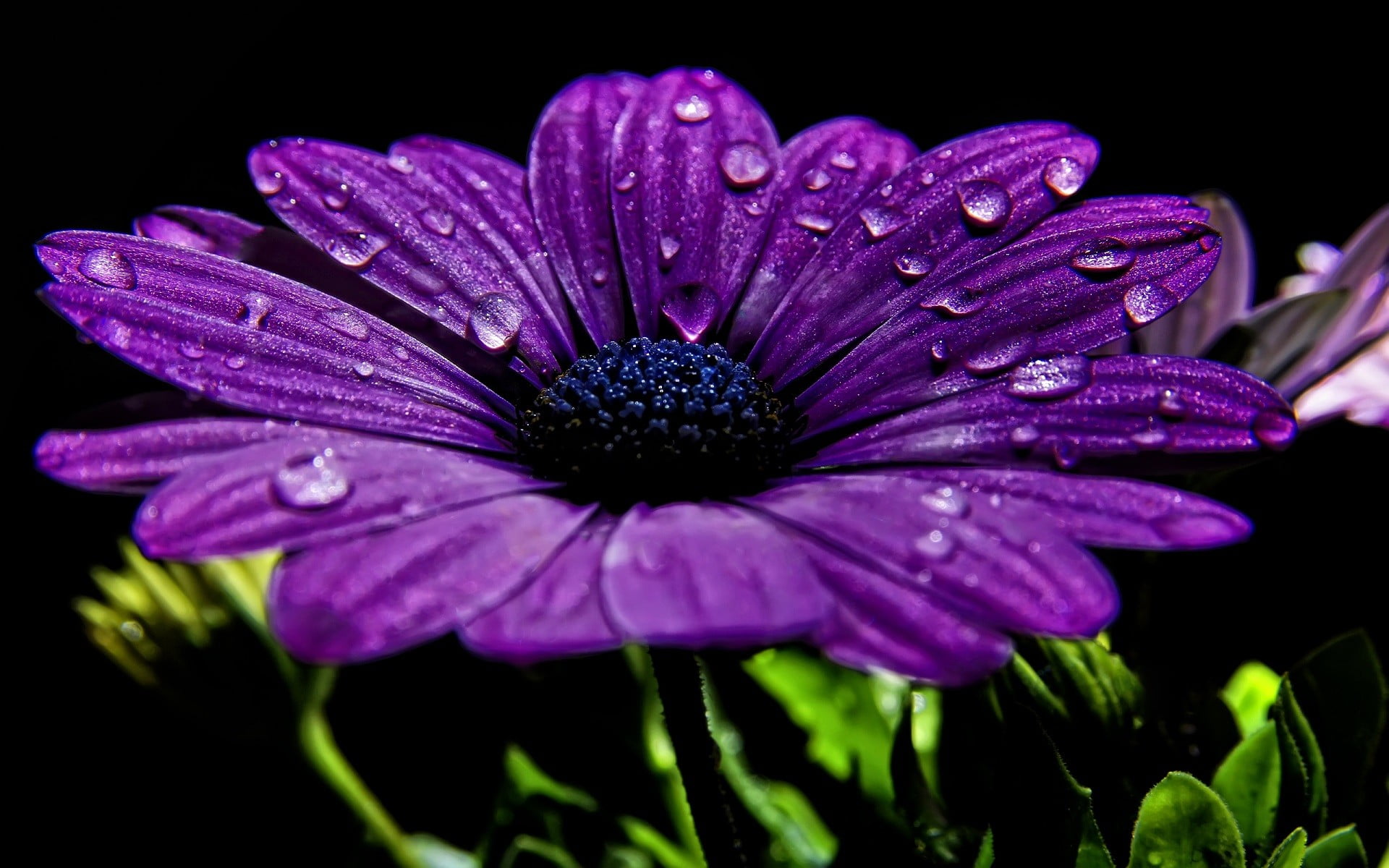 nature flowers purple macro closeup water drops 2k