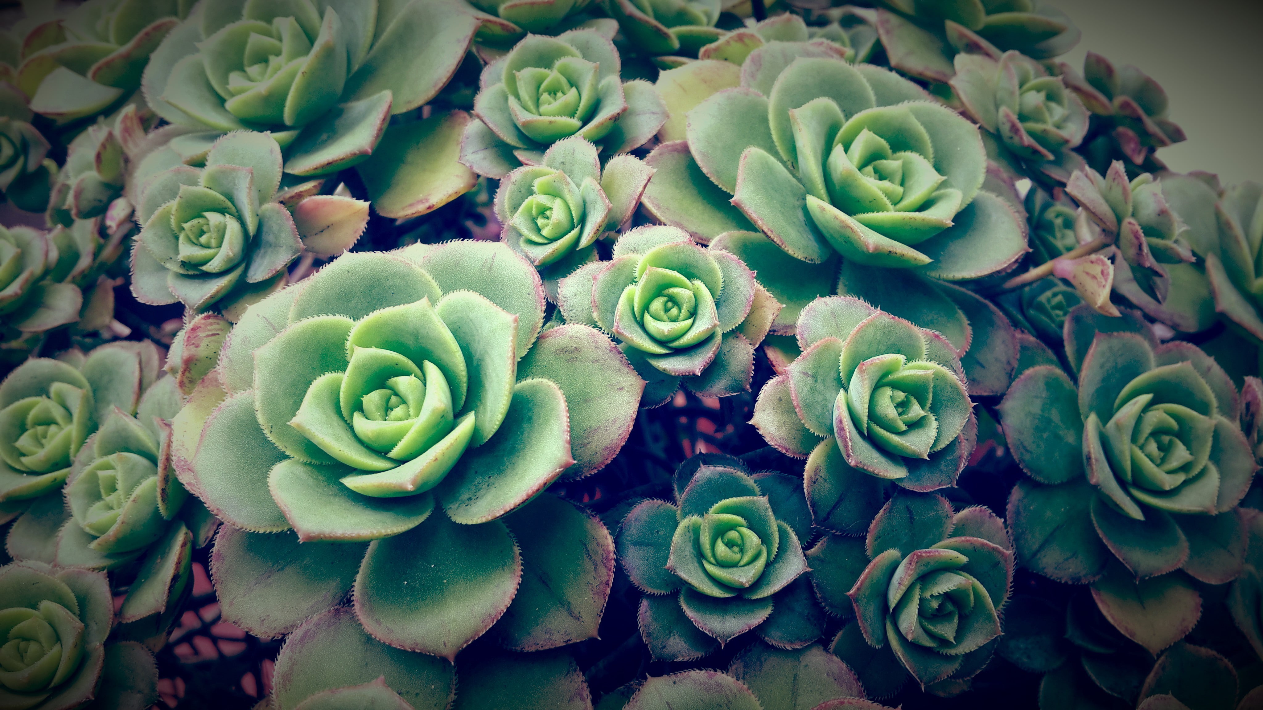 nature green Echeveria succulent plants macro plant 2k 4k