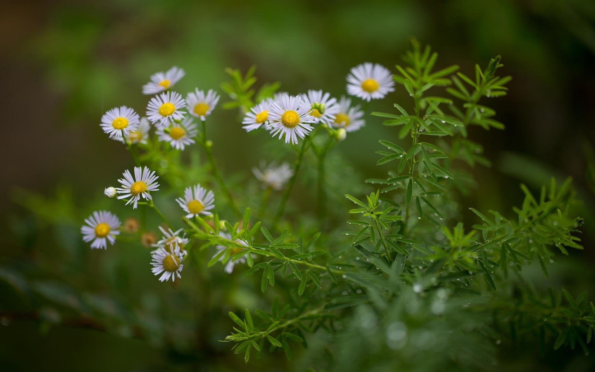Nature Plants Flowers Daisies Green Macro Water Drops white and yellow petaled flowers 2k