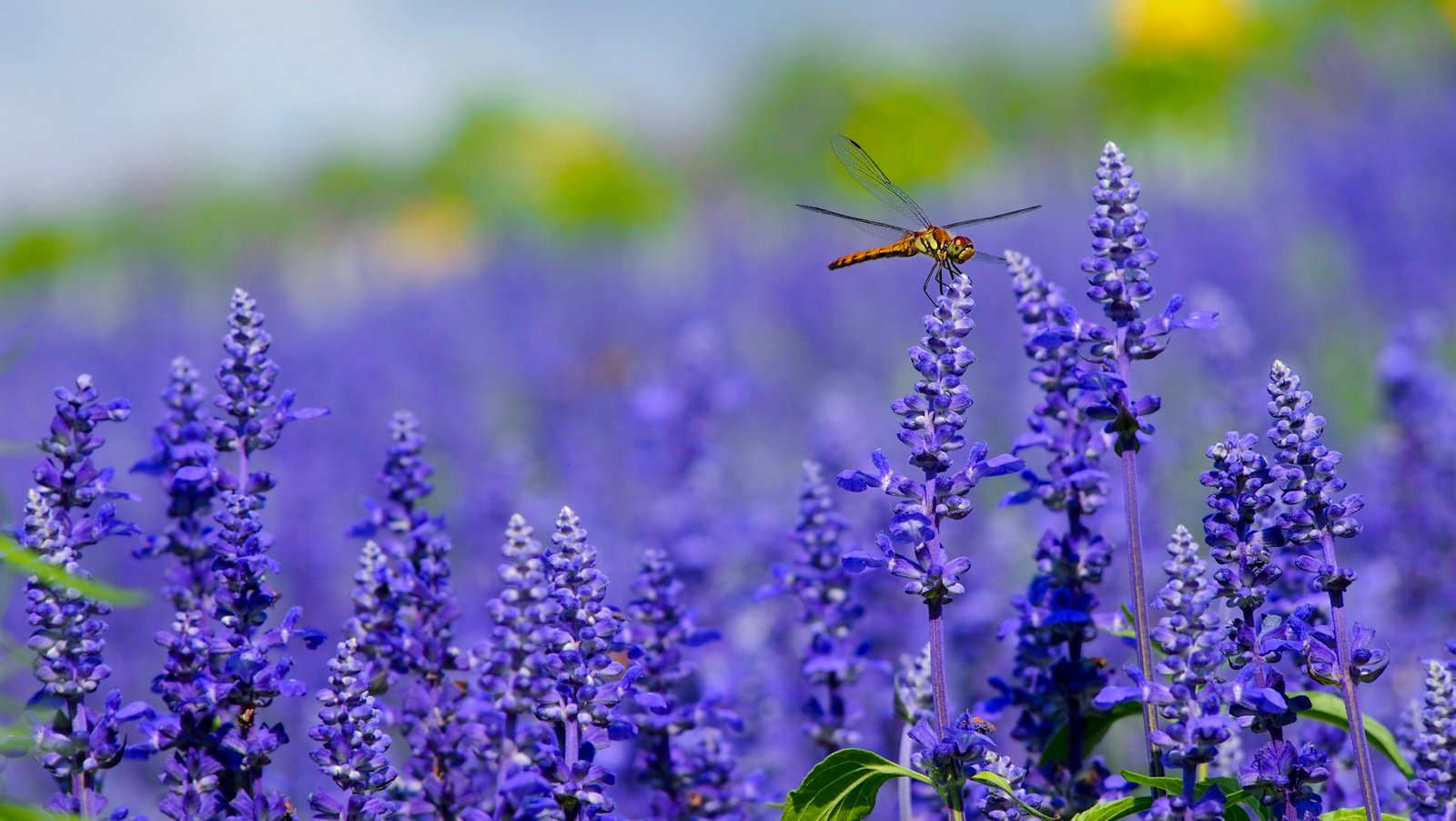 orange dragonfly perched on purple flower macro photography of flowers 2k 4k