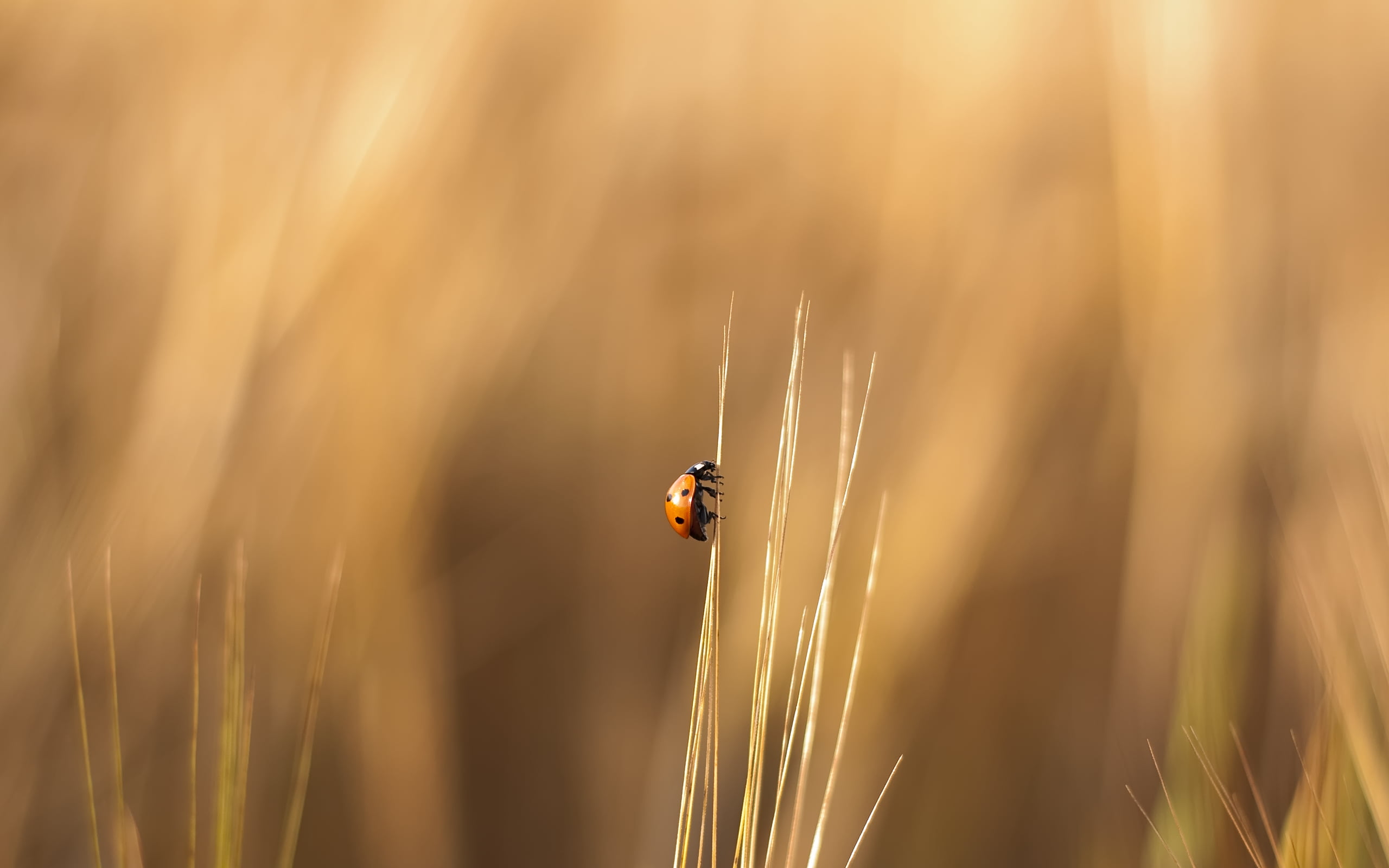 orange ladybug selective focus photography of on grass 2k