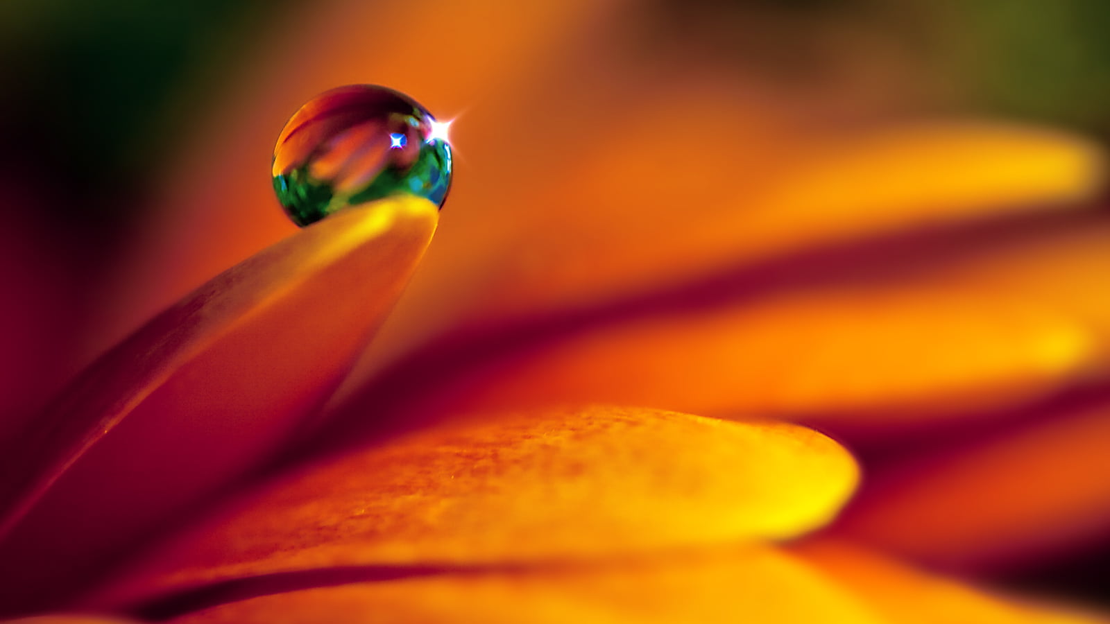 orange petaled flower and dew drop petals flowers macro water drops 2k