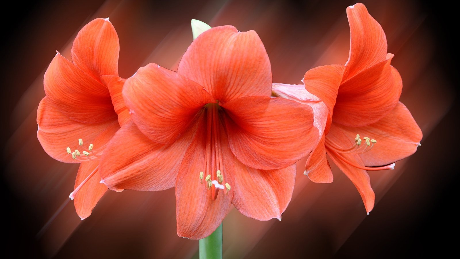 orange petaled flowers macro photo manipulation lilies flowering plant 2k