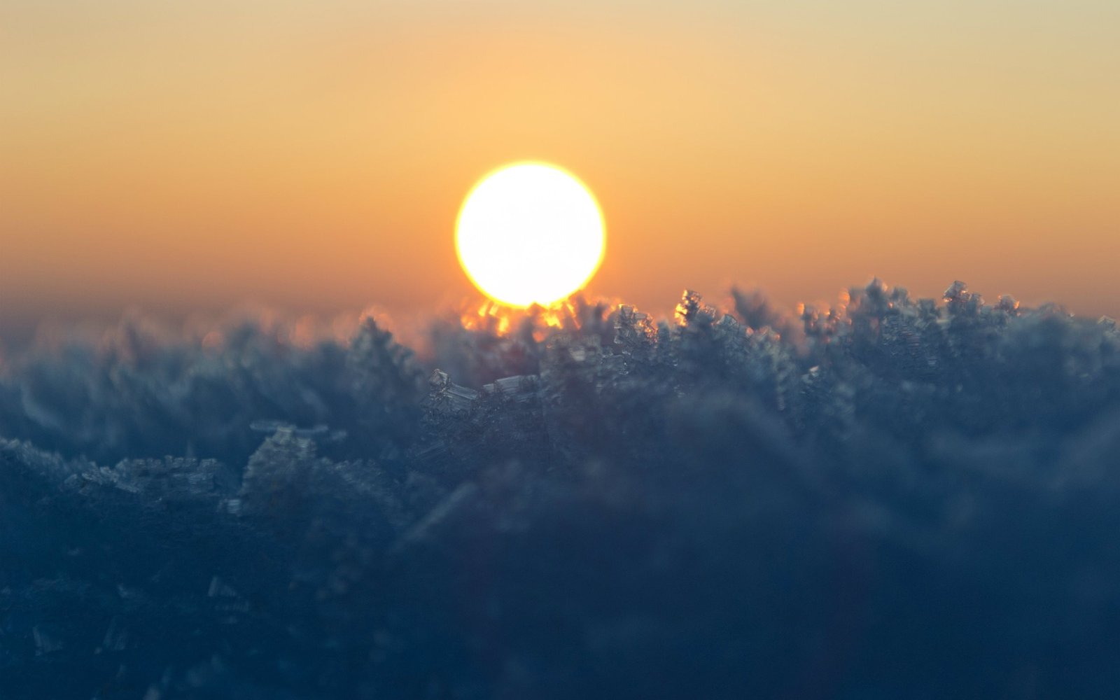 orange sun golden hour bokeh macro frost winter nature 2k