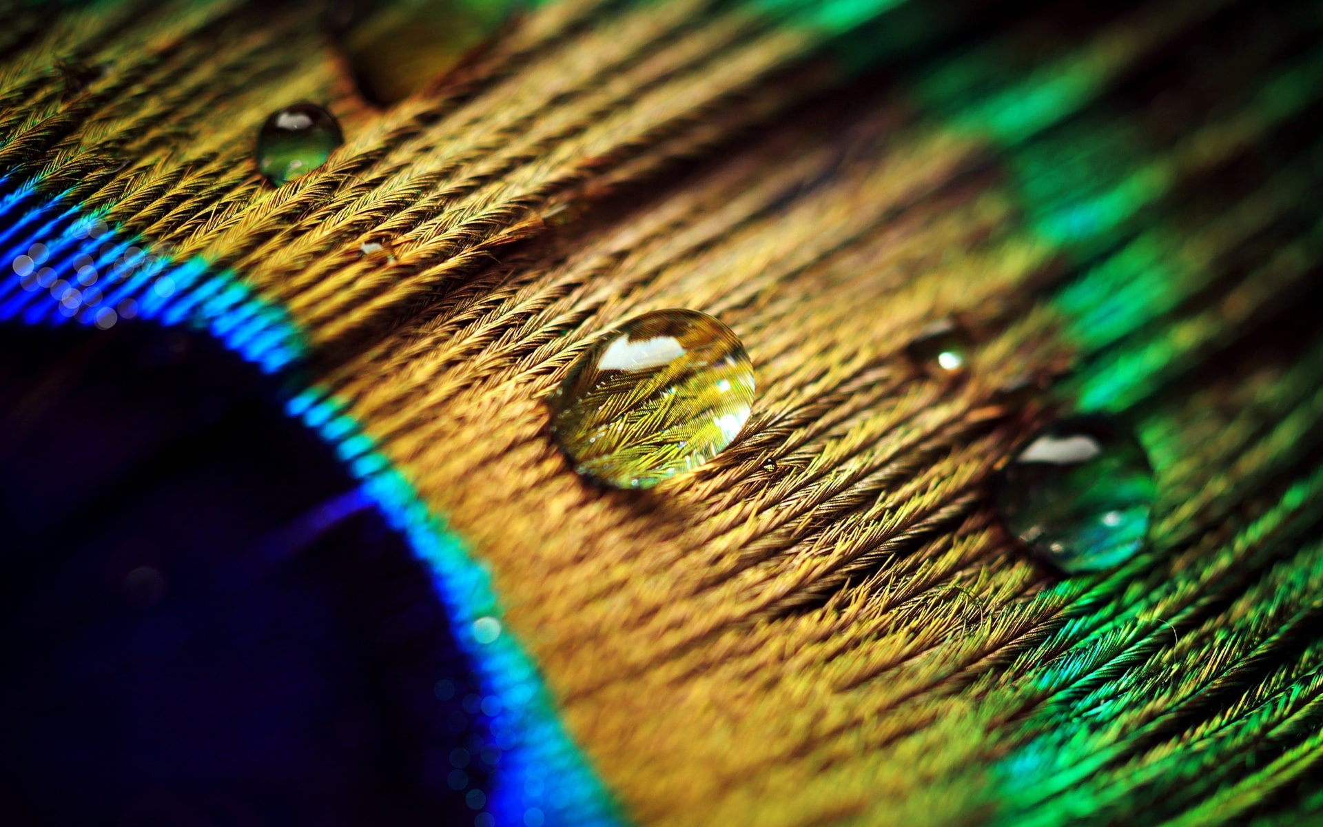 Peacock feather water drops macro photography selective photo of 2k
