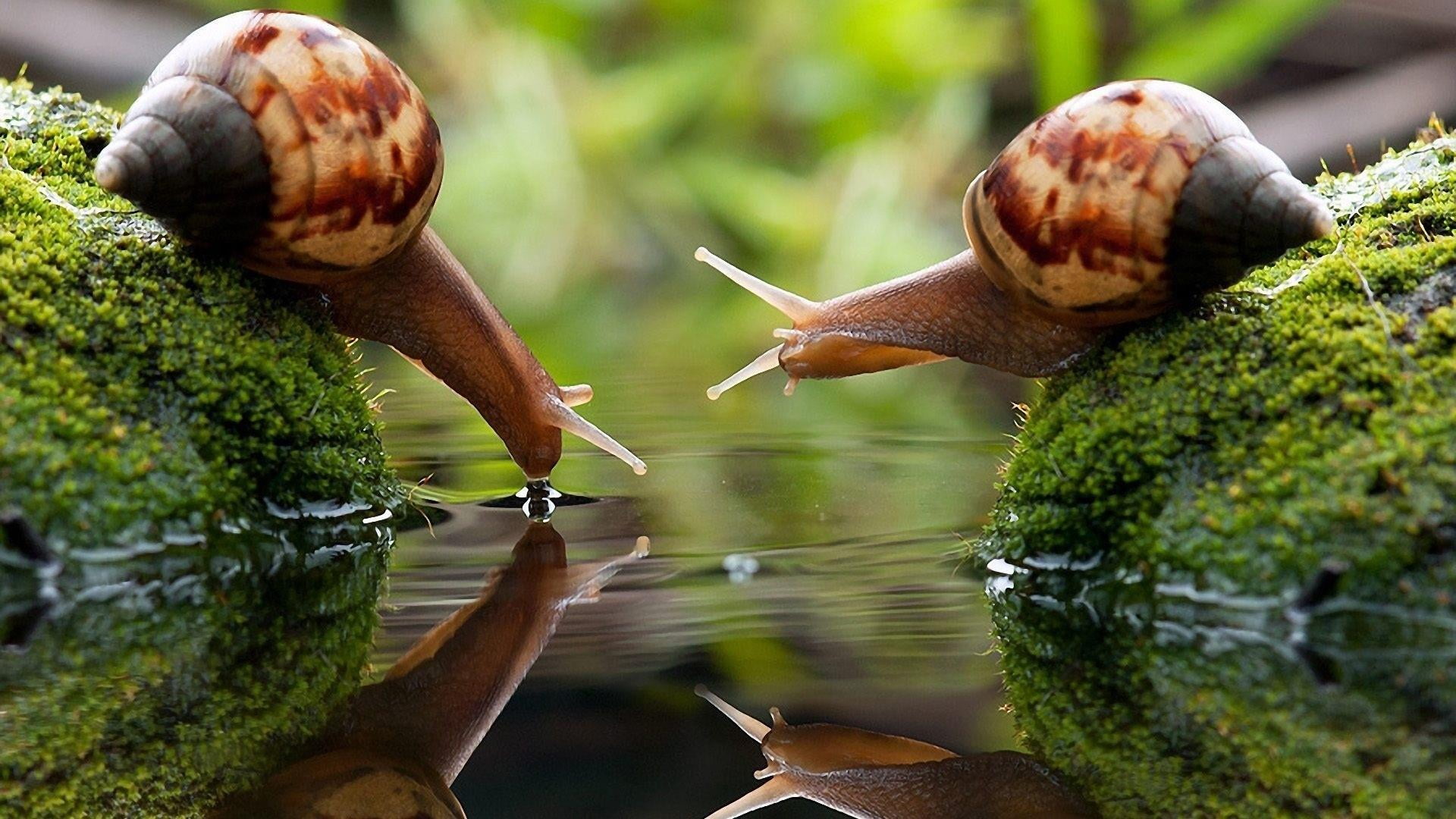 snail snails water gastropods macro photography animals 2k