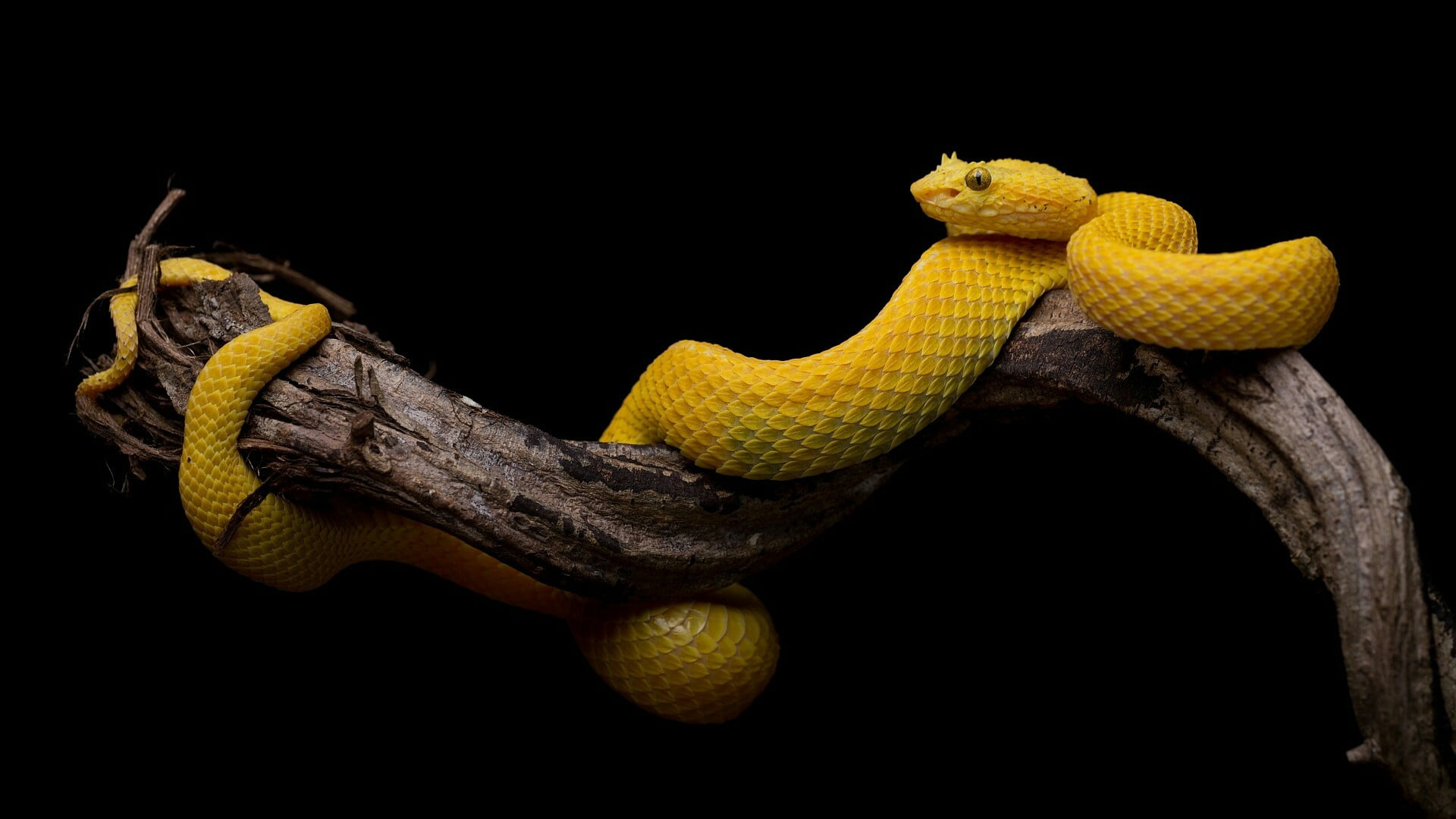 snake yellow wild serpent vertebrate reptile scaled 2k
