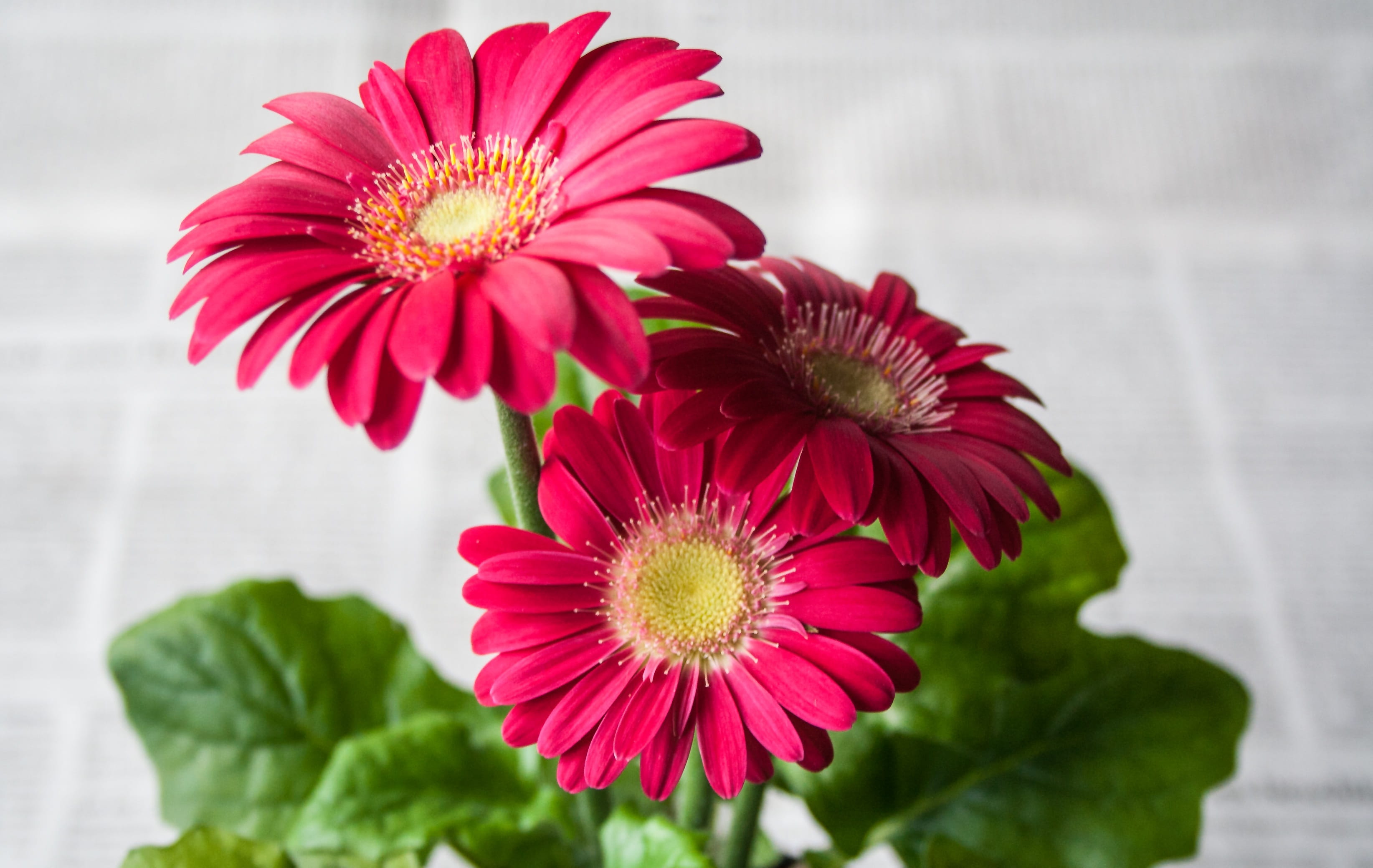 three red daises flower summer garden nature gerbera spring 2k