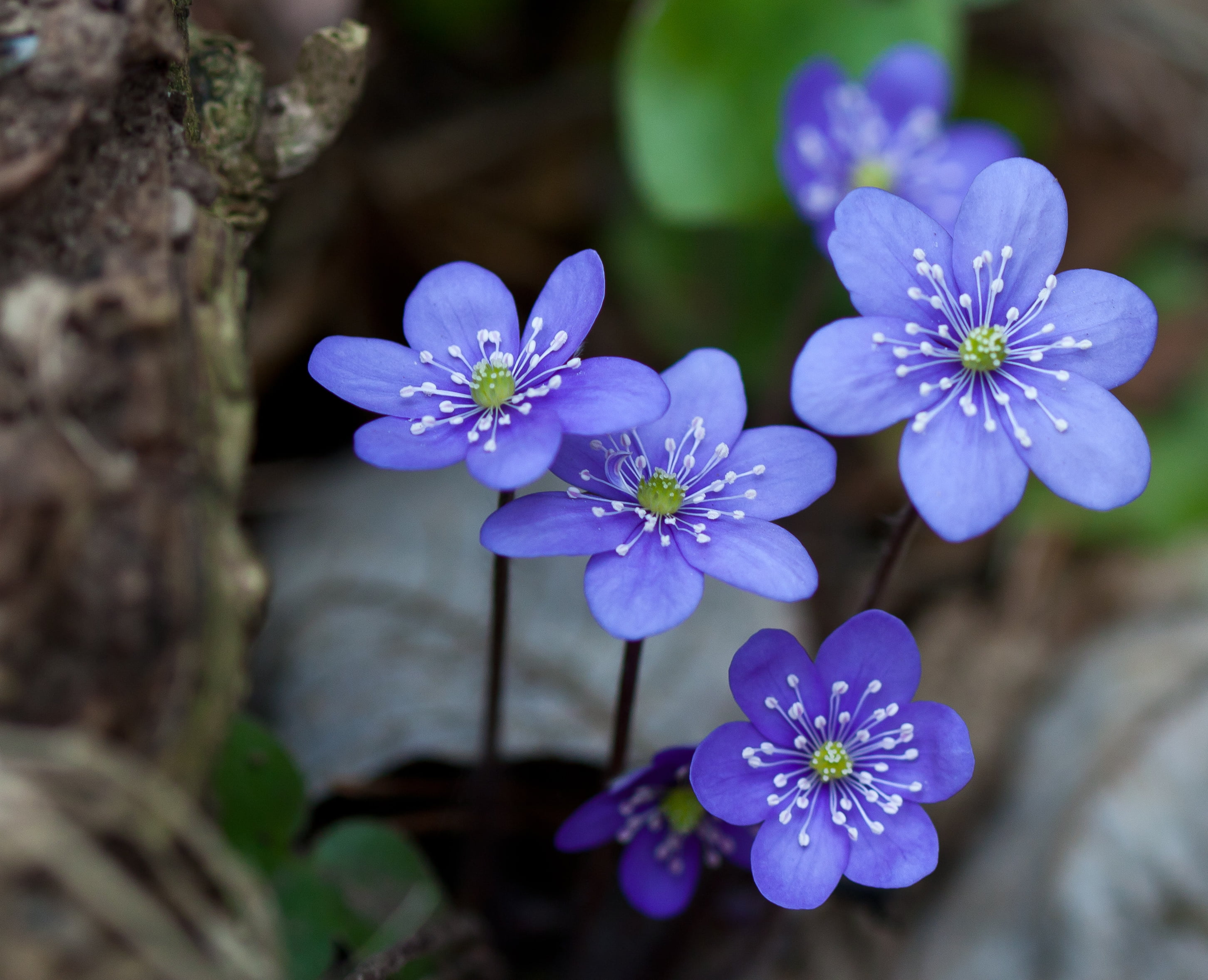 tilt lens photography of purple flower hepaticae blue forest 2k