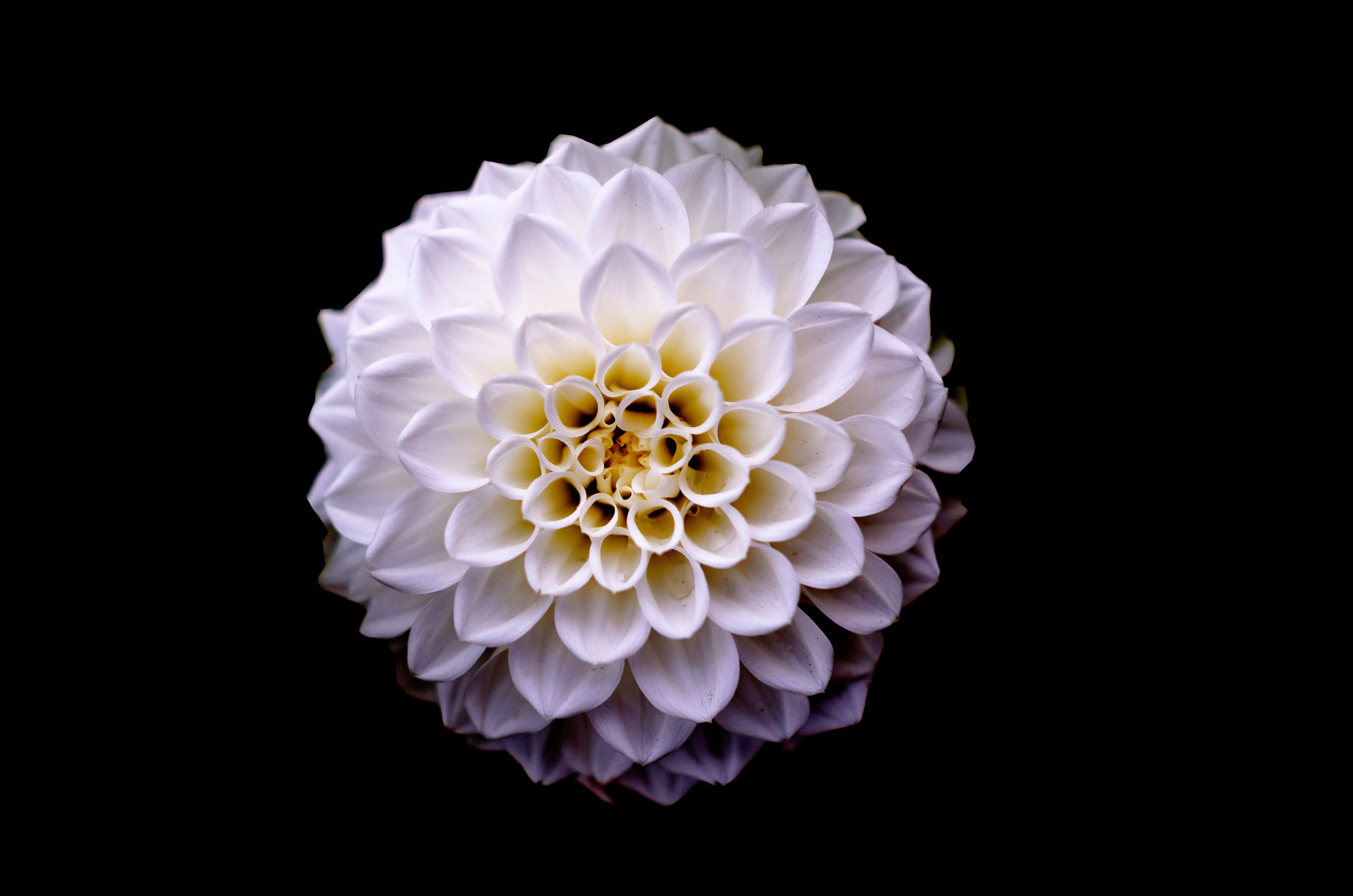 top view of cluster petaled white flower dahlia floral background 2k 4k 5k