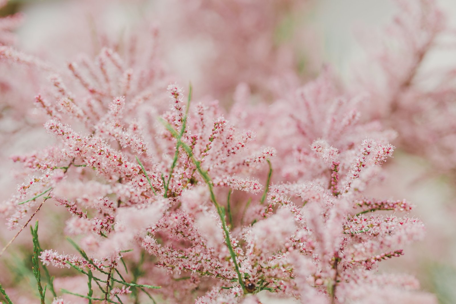 Tree bloom in early Spring flowers background nature pink 2k 4k 5k