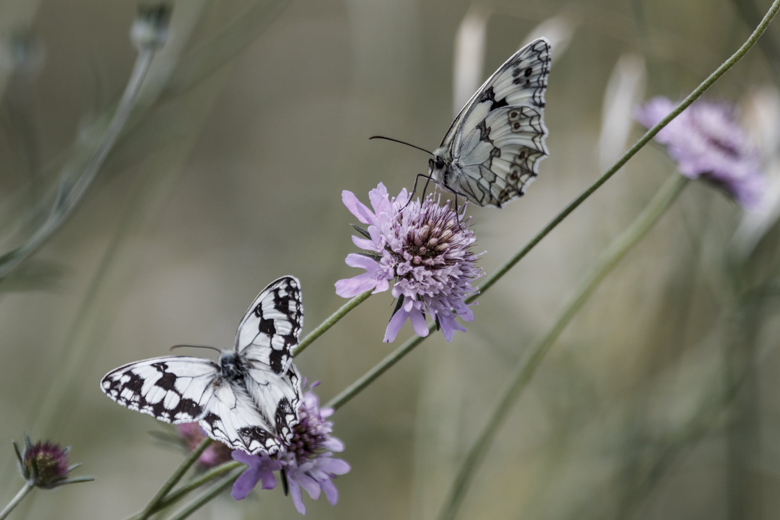 two black and white butterflies on purple petaled flower photography 2k