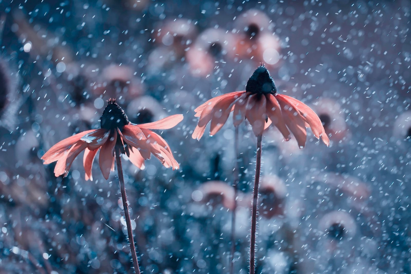 two pink and black flowers macro photography nature 2k