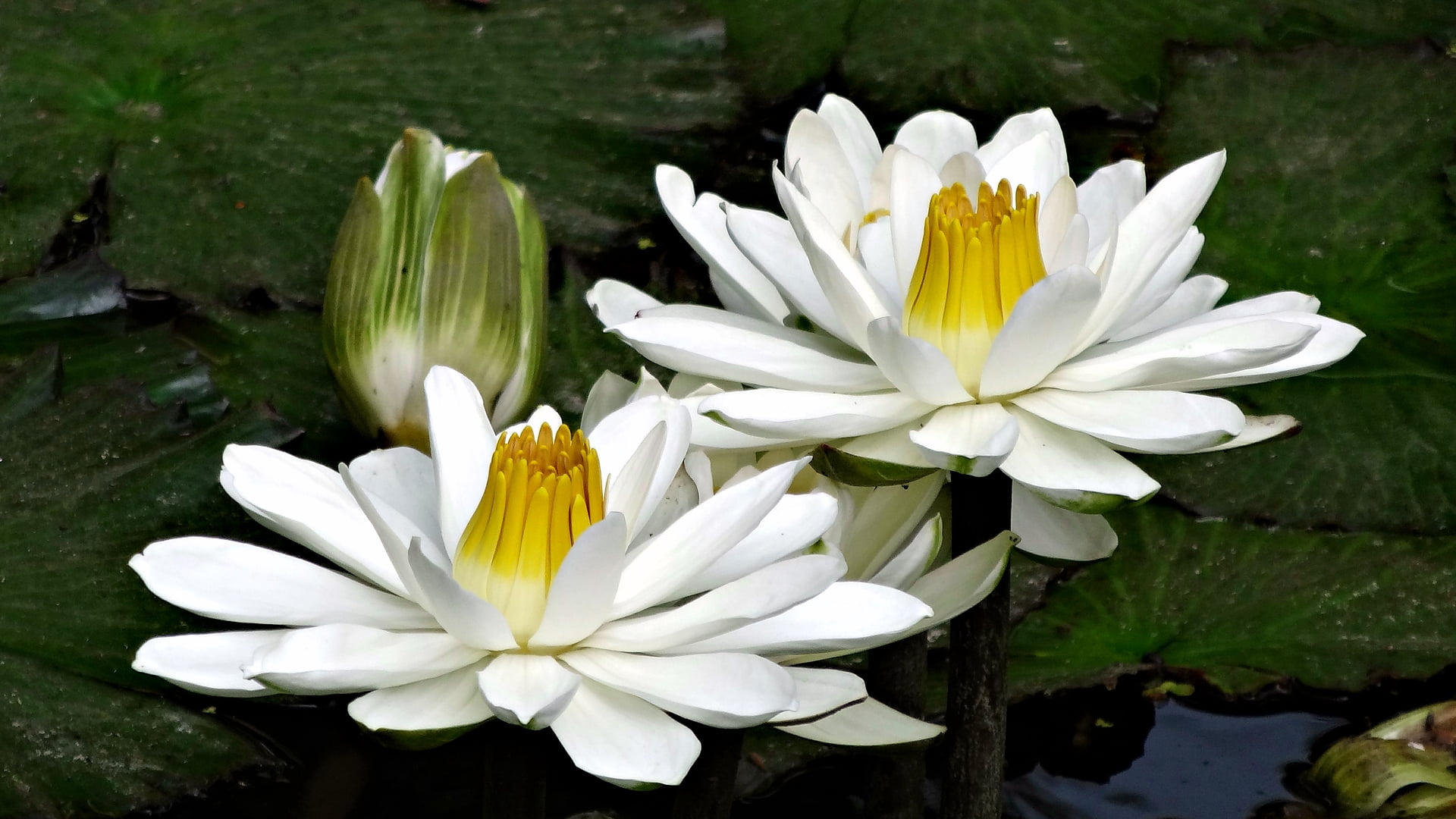two white multi petaled flowers water green lake nature macro 2k