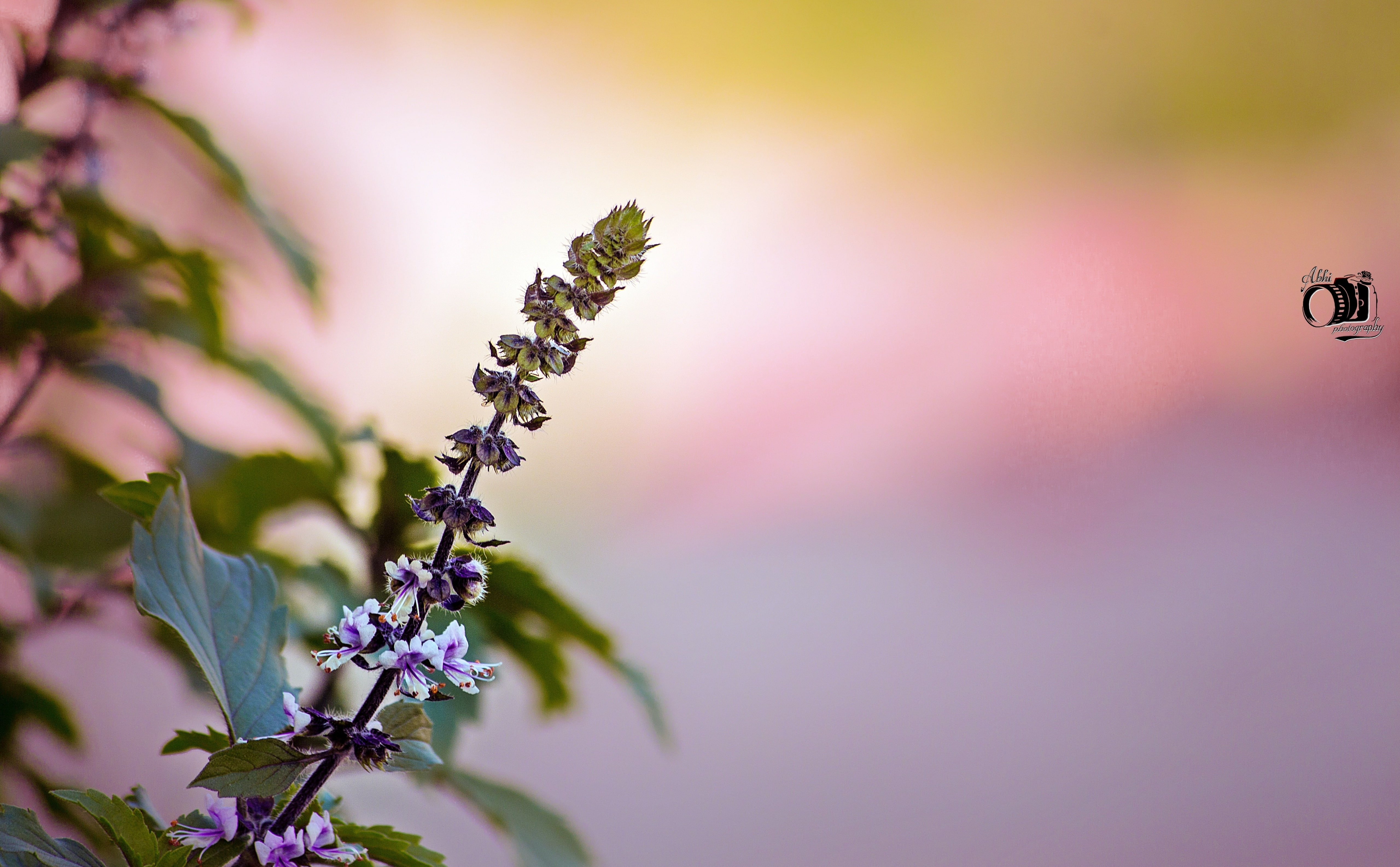 Vejyanti Tulsi Aero Macro Flowers basil plant beauty in nature 2k 4k 5k