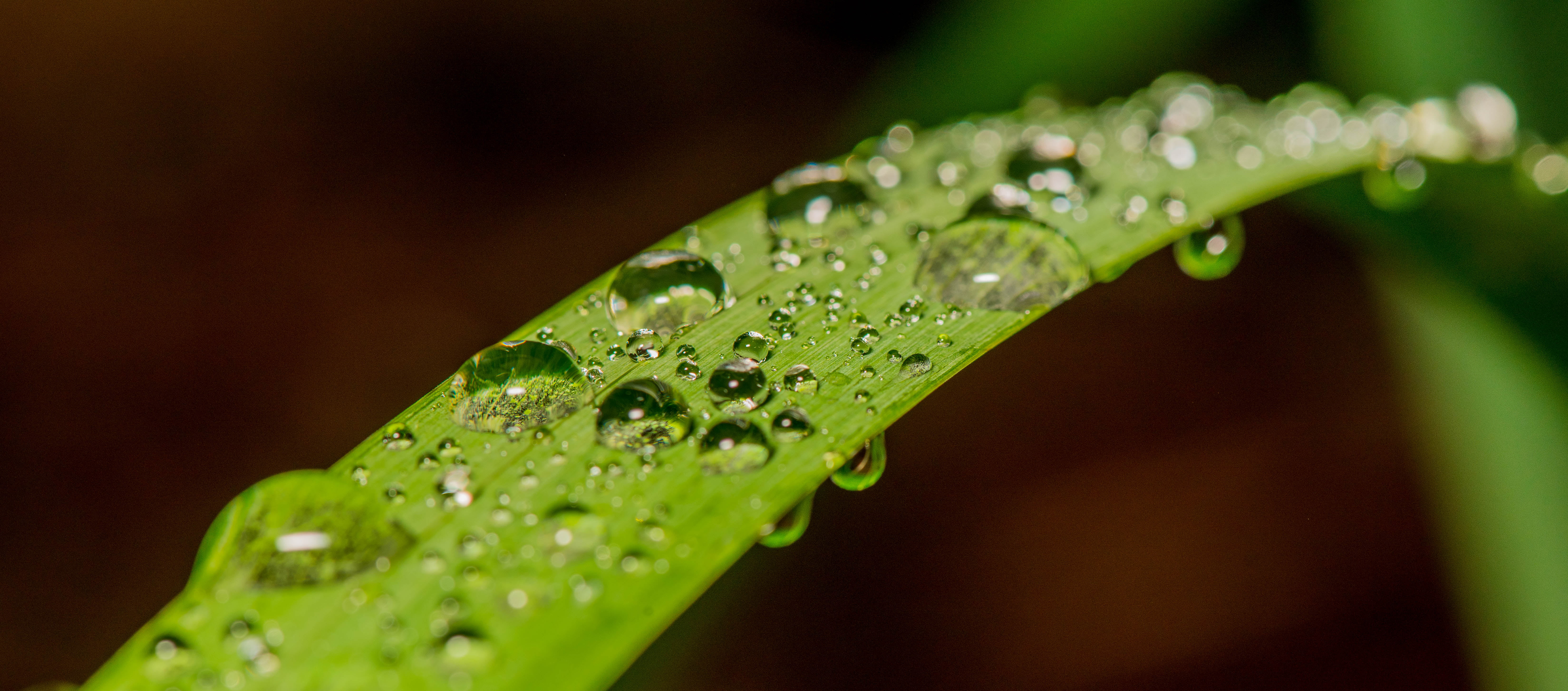 water drops on leaf photography Macro rain spheres nature 2k 4k 5k