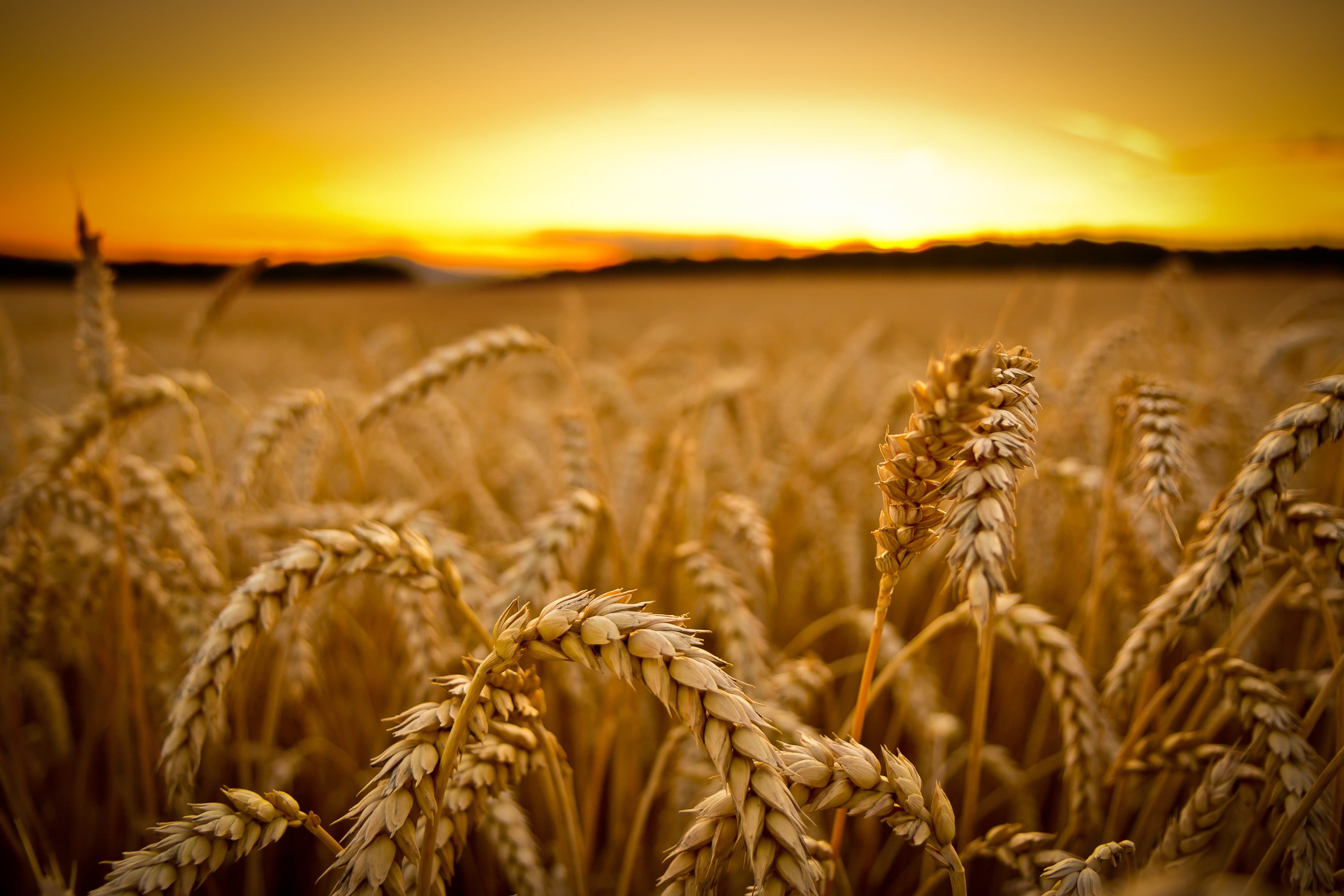 wheat field low angle photography of wheats sunset macro depth 2k