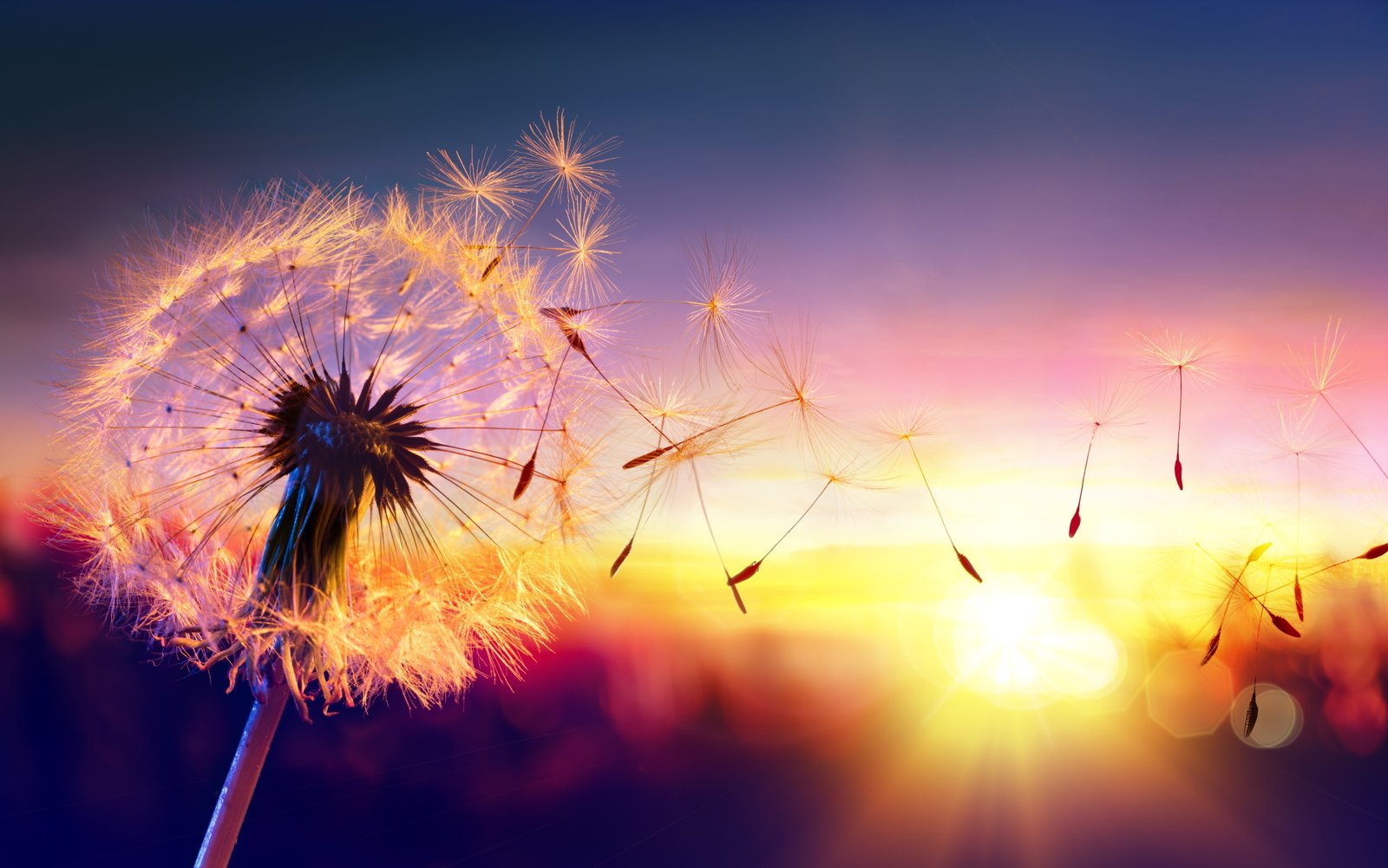 white dandelion flower macro nature blur bokeh travel wallpaper 2k 4k 5k 8k